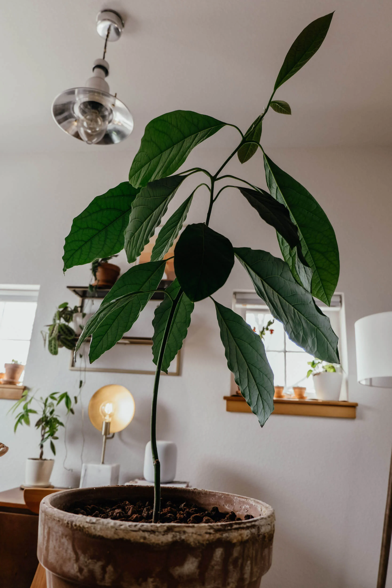 Growing an avocado tree from a seed