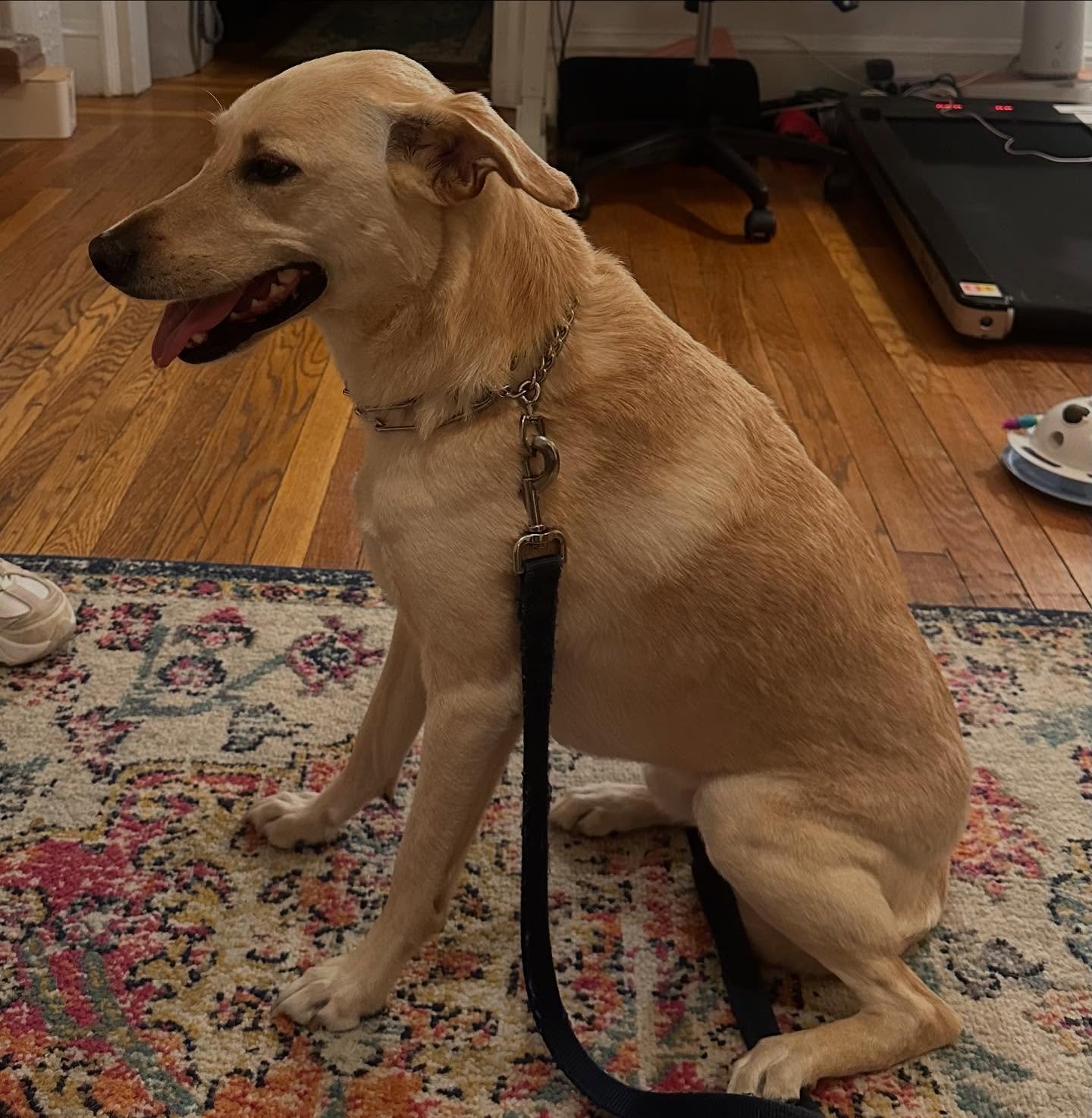Today we welcomed @hari_in_nyc to Dogspeak! At the young age of 5, he&rsquo;ll be learning basic obedience. Its never too late!