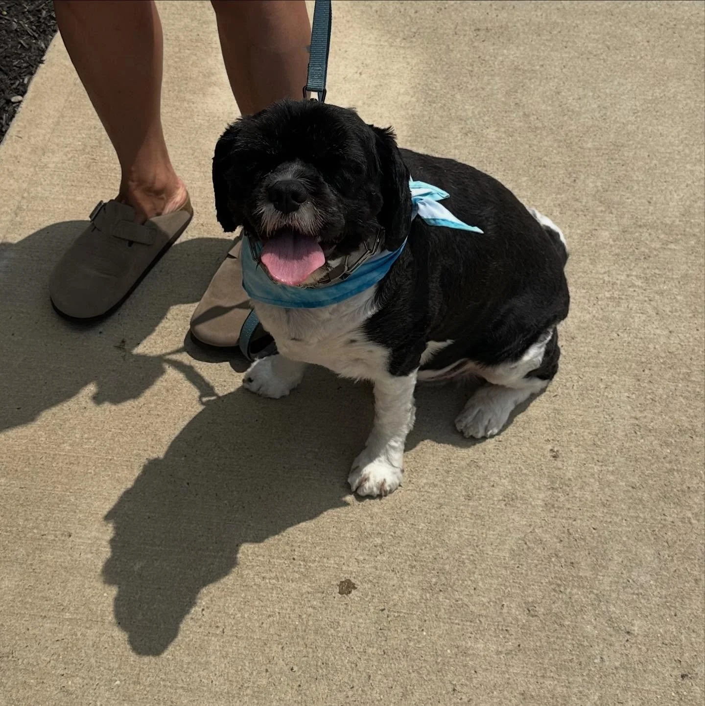 Henry loves practicing autosit with his mom! He&rsquo;s learning basic obedience at 5 years old - its never too late! #dogspeak #dogspeaknj #dogtraining #dogtrainingnj