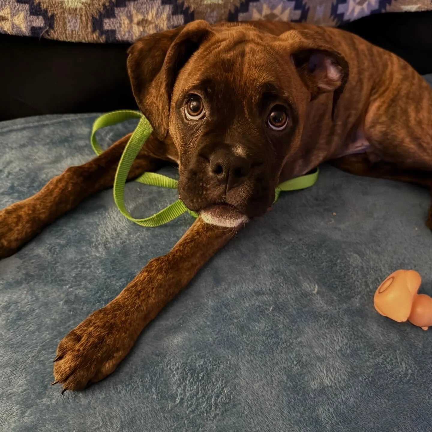 Please welcome Apollo to Dogspeak! As a puppy he needs to learn what he can chew on vs what he can&rsquo;t and where to go to the bathroom. Additionally, he&rsquo;ll be learning basic obedience. Stay tuned!  #boxerpuppy #dogspeaknj #dogspeaktraining 