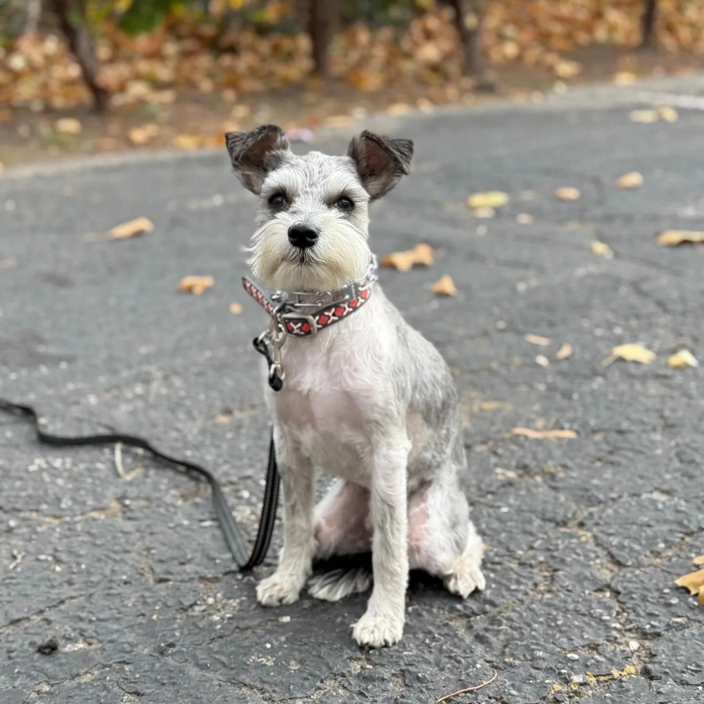 This little guy is 2 years old and quite the biter. His parents dont know what to do so they reached out to Dogspeak. Stay tuned to hear about how Sunny and family are doing. #dogspeak #dogspeaknj #dogtraining #dogtrainingnj