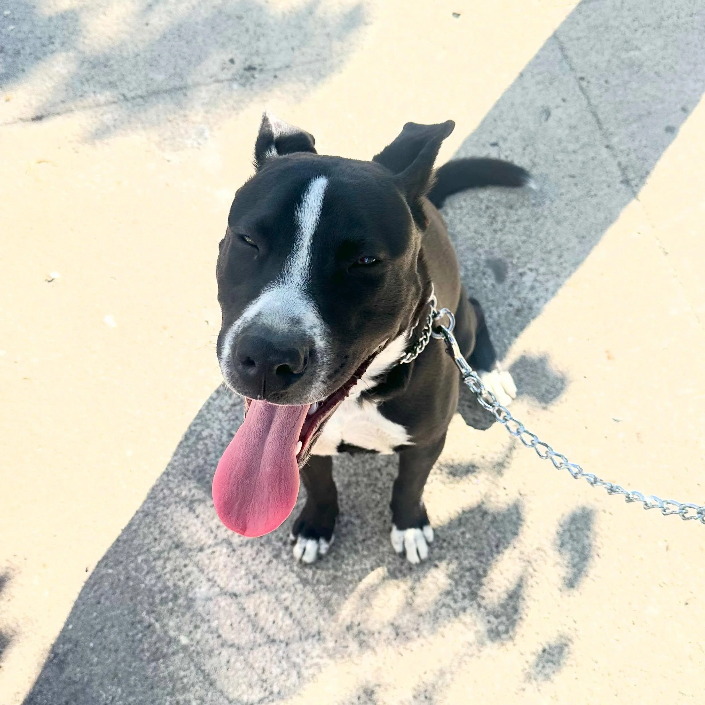 Please welcome Turbo to Dogspeak! As with any pupppy, he just needs some basic guidance and education. He&rsquo;ll learn heel, sit, down &amp; come as well as how not to chew on everything!  If you and your pup of any age need help, we offer FREE CON