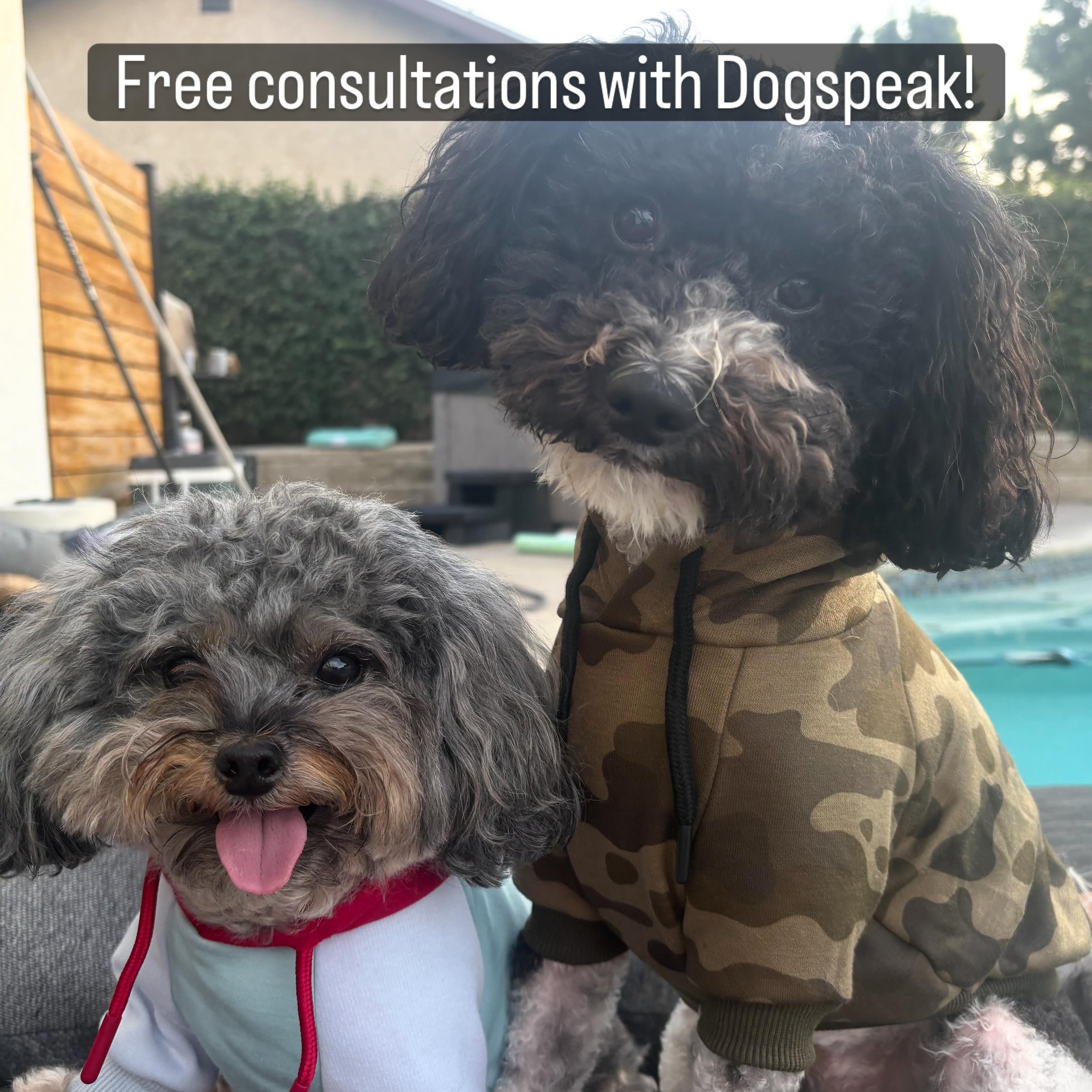 Dogspeak offers free consultations if you are in the NJ/NYC area. If not, free online consultations are available too!