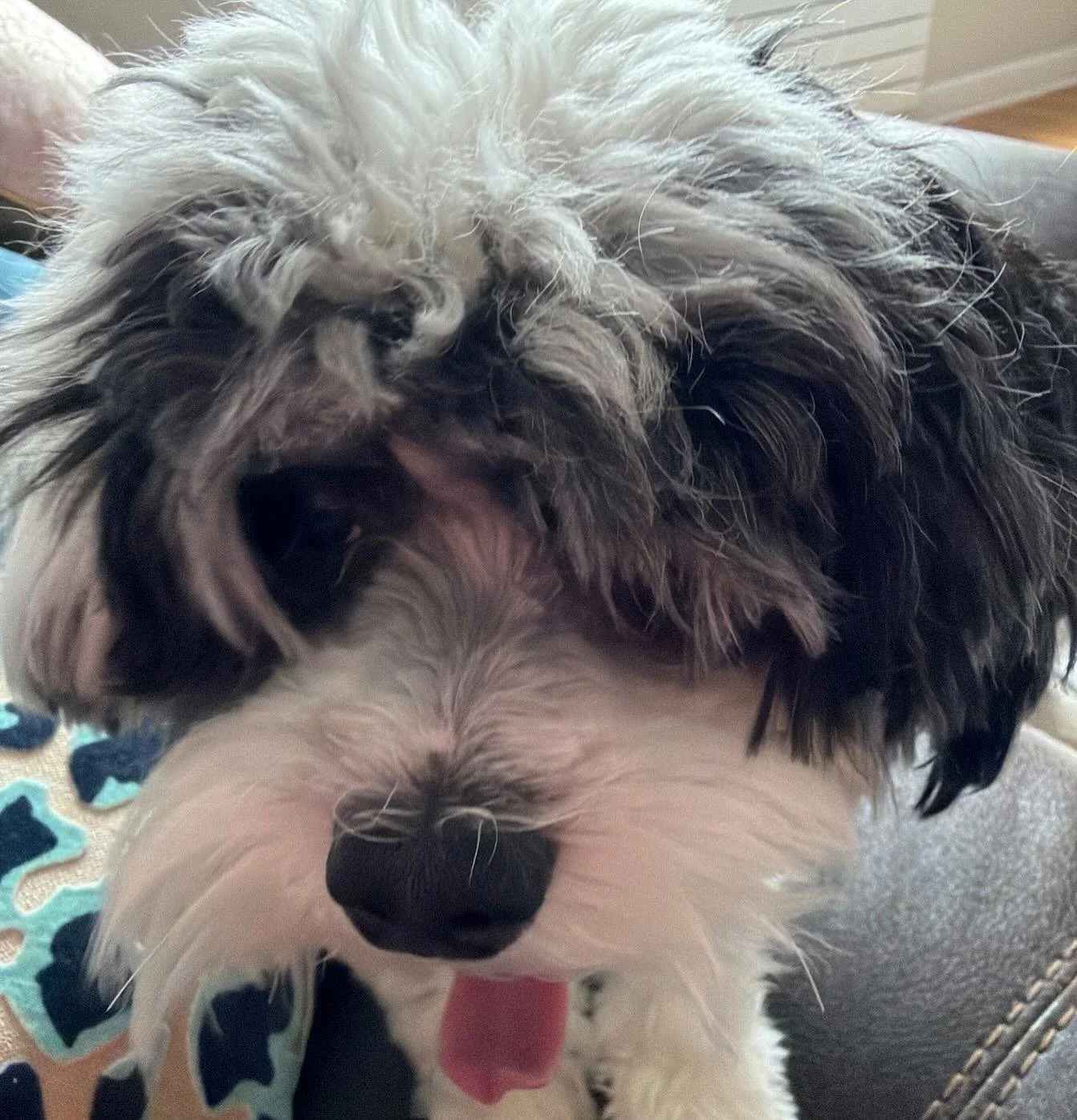 This guy went crazy on his walks, barking at everything. After one session, he&rsquo;s now he&rsquo;s calm and relaxed and his mom can enjoy their walks together. 💗 #dogspeak #dogspeaknj #dogtraining #dogtrainingnj