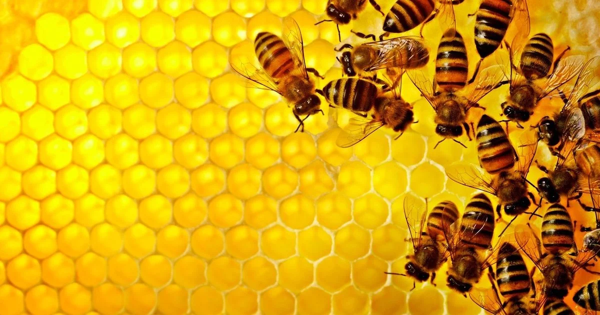 beesbanner3.jpg
