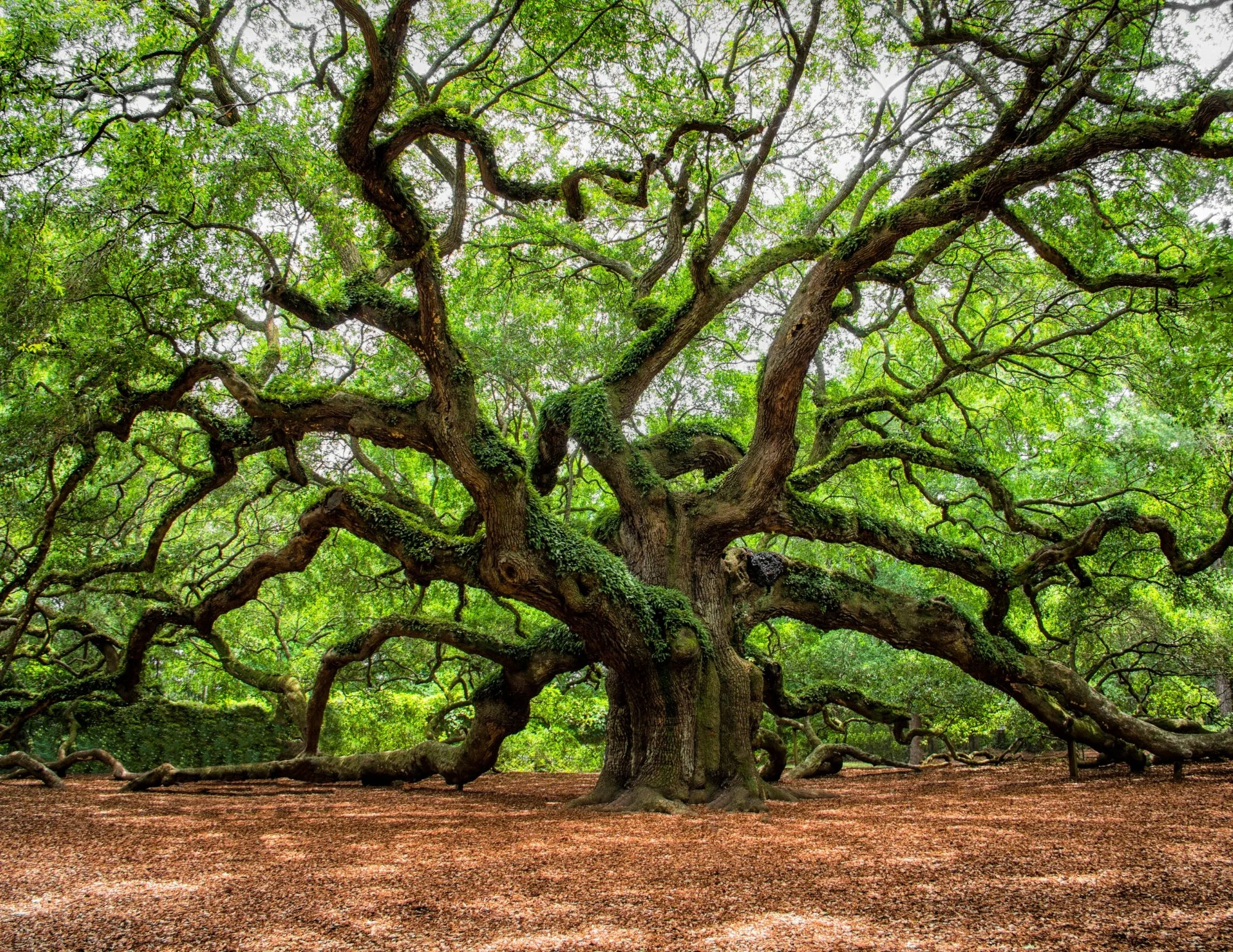 strong family tree.jpg