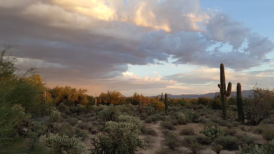 saguaro-2714995_960_720.jpg
