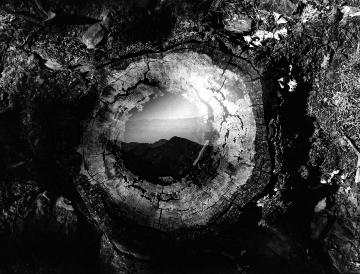 tree double exposure-1.jpg