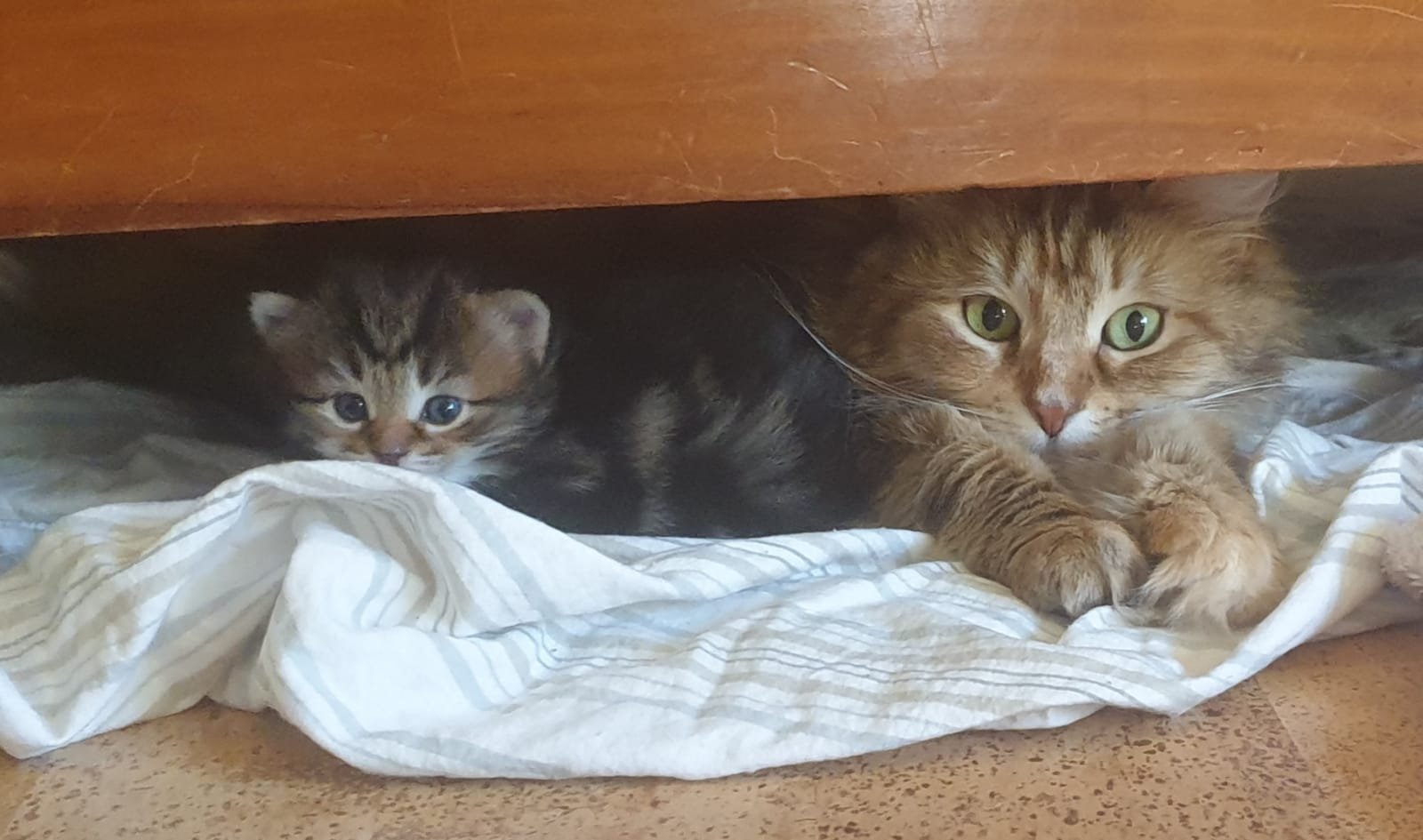 Maya and Quinn had a son!