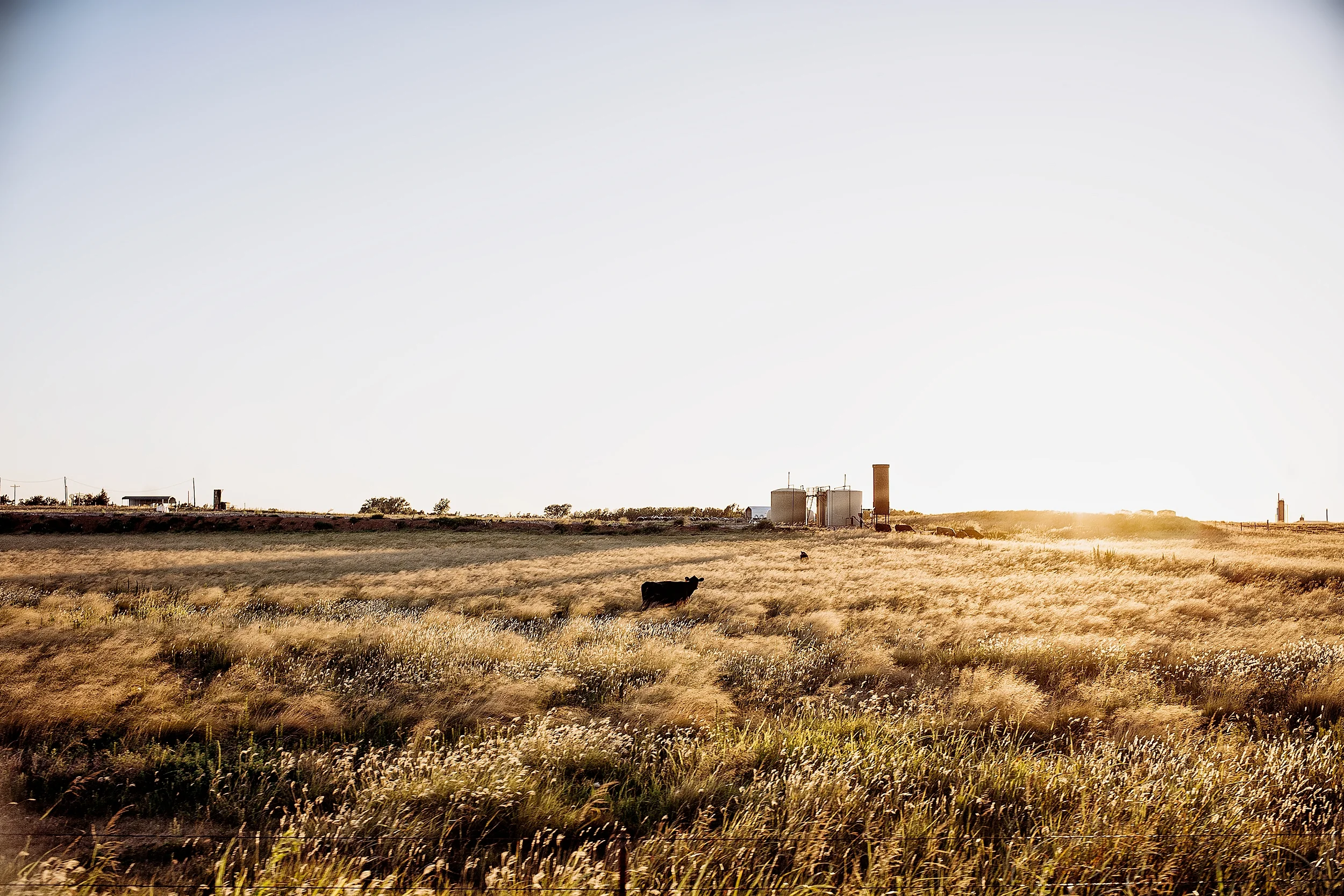 FourPoint_Cow_Field_4574_FINAL.jpg