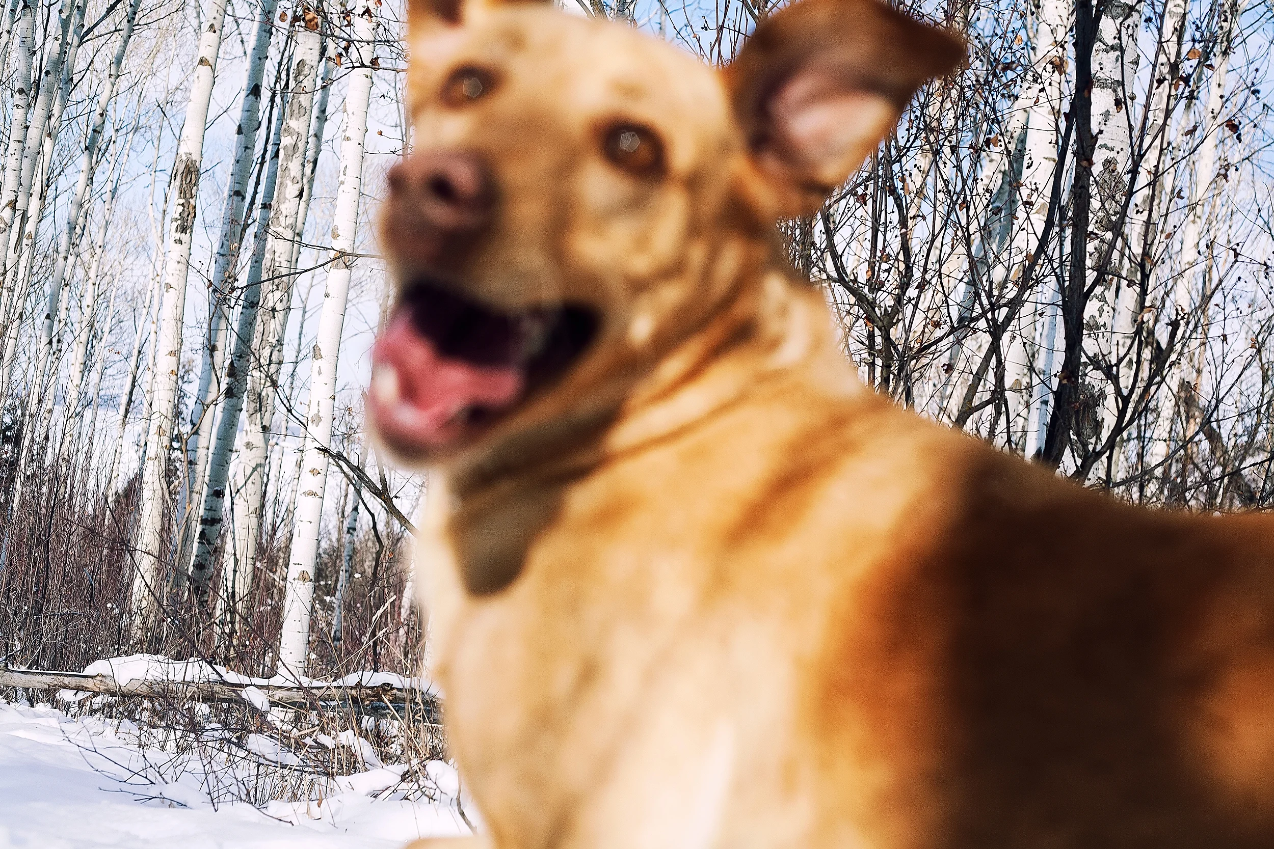 WYDAHO_SnowDog_5911_FINAL.jpg