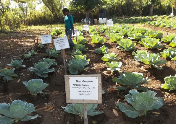 Tending the sustainable agricultural projects of SOIL Haiti. Photo courtesy of SOIL.