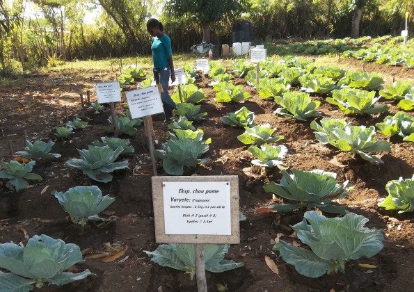 Compost from SOIL’s EcoSan program fertilizes the soil used to grow food crops, thus regenerating Haiti’s food system, natural ecosystem, and improving human health through access to sanitary waste management. Photo courtesy of SOIL .