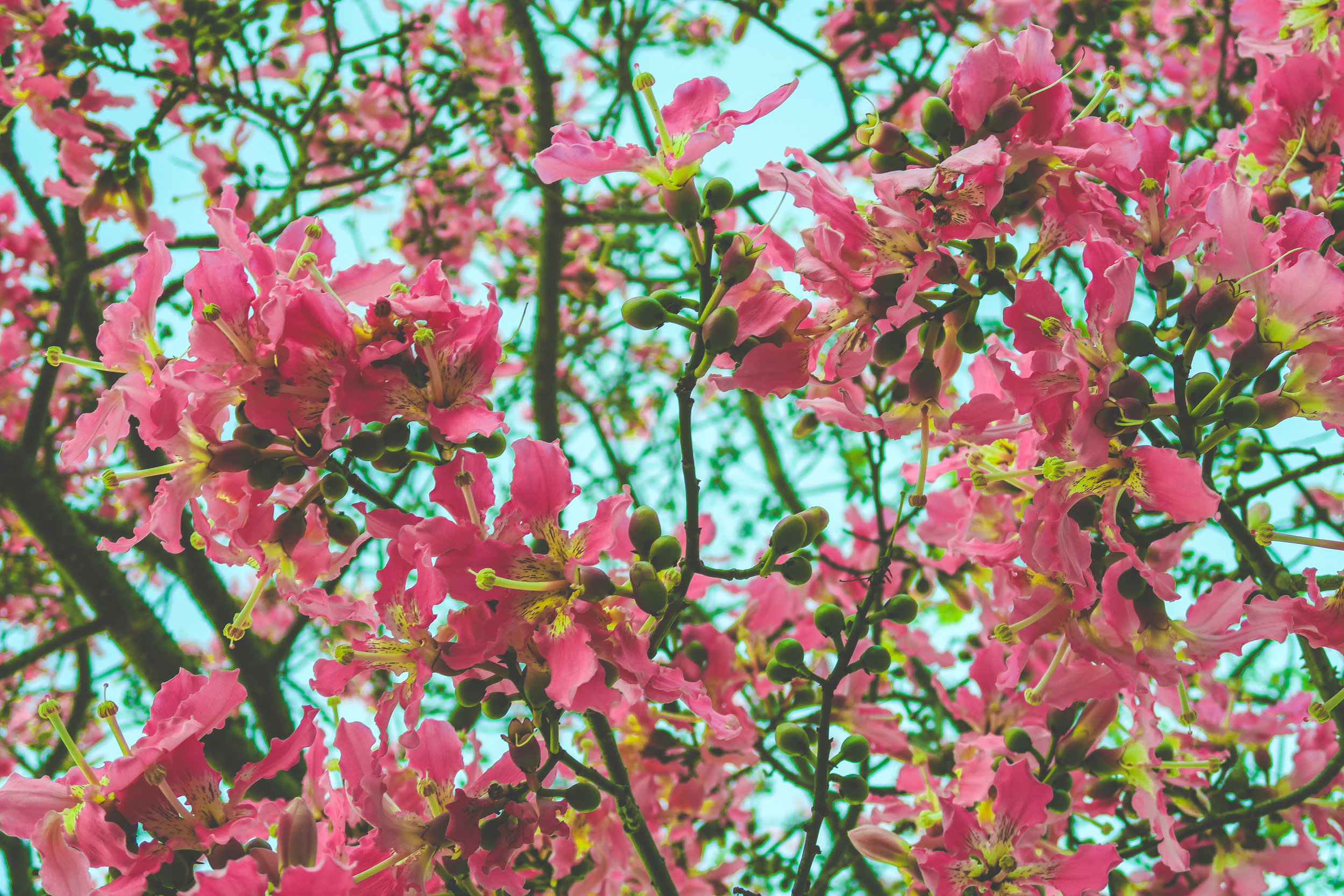 Spring blooms. photo: Josh Coleman