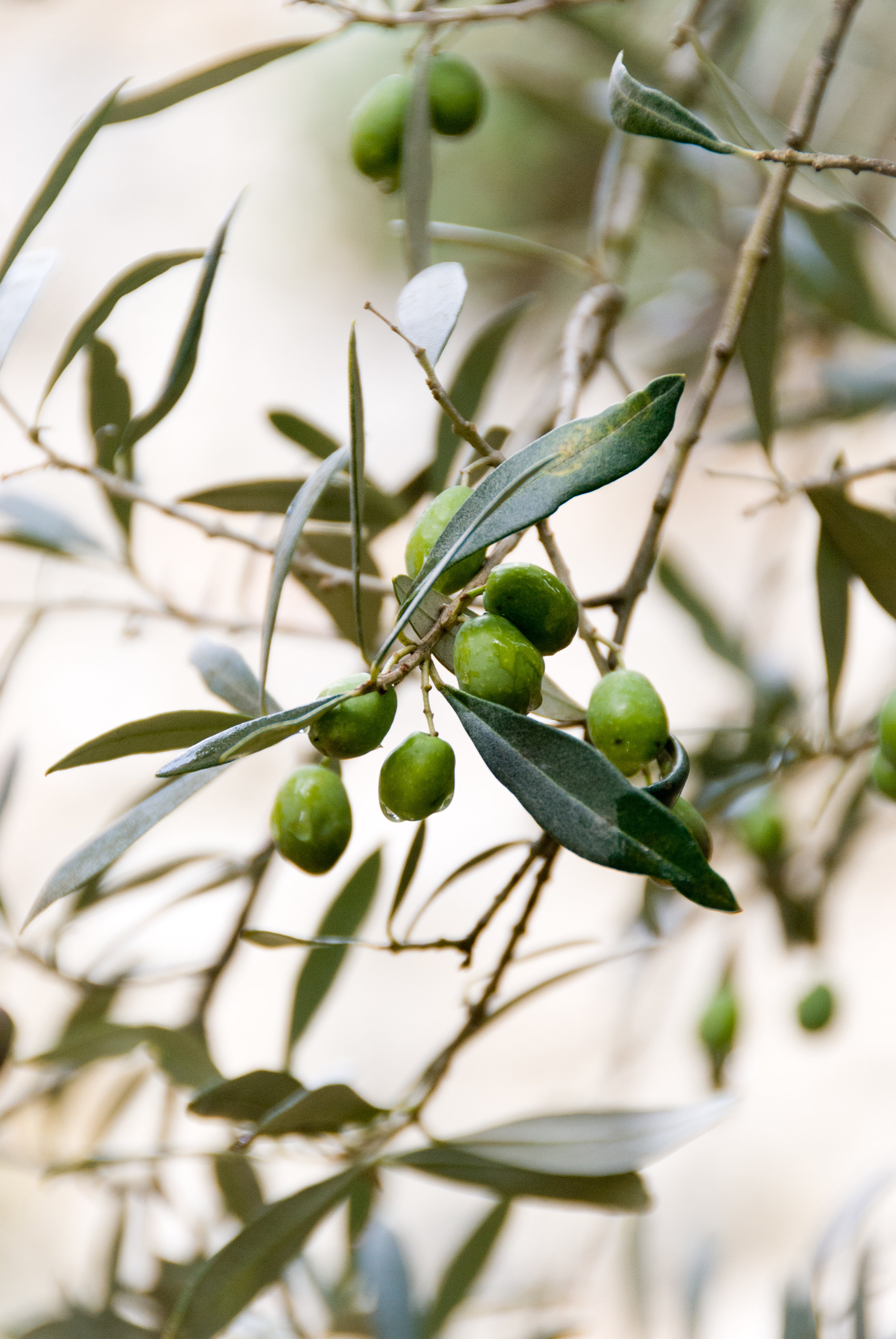 Olives growing on the tree. Their nutrient-rich oil has been the basis of beauty treatments for centuries.