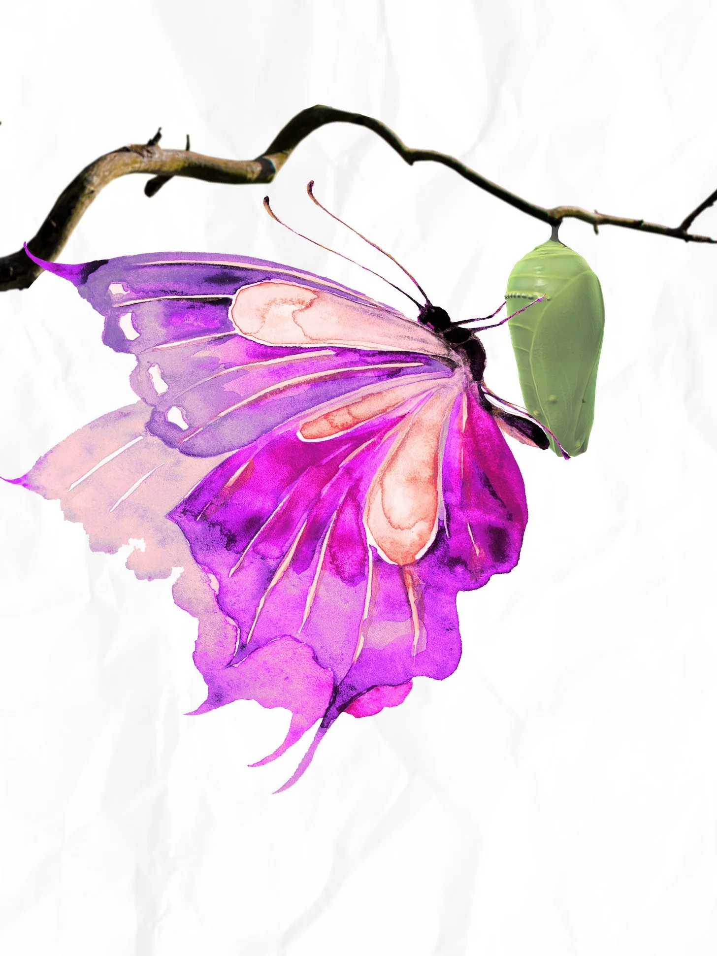 thebutterfly.jpg