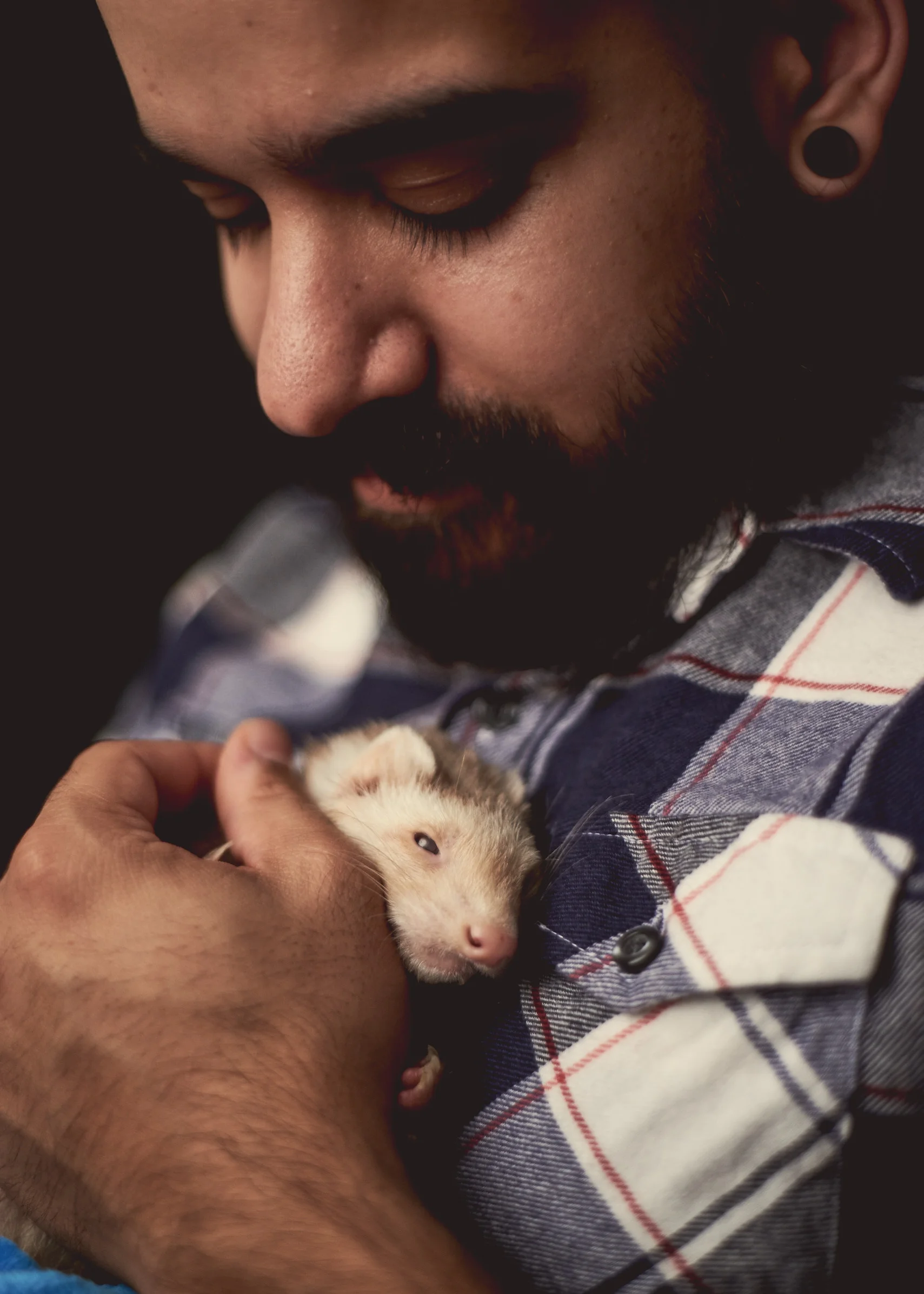 Ferret 3.jpg