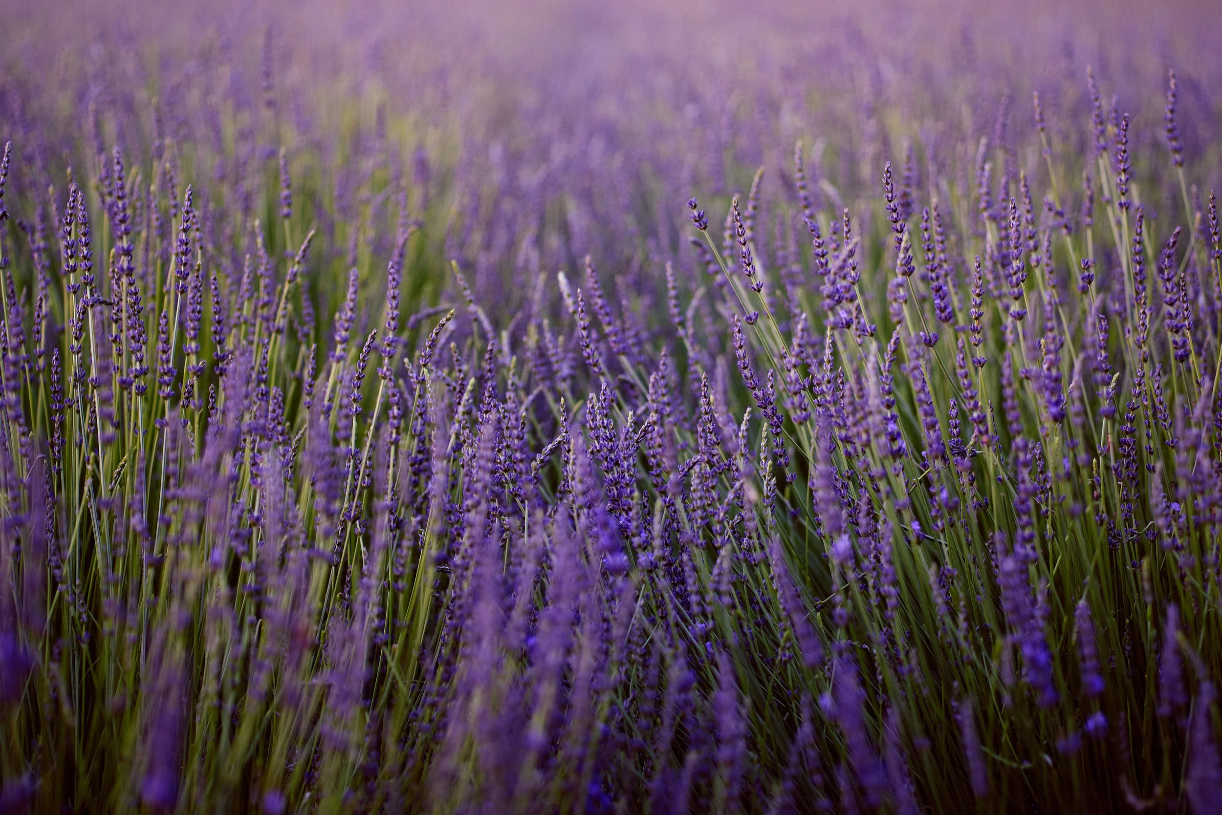 Lavender field with purple flowers