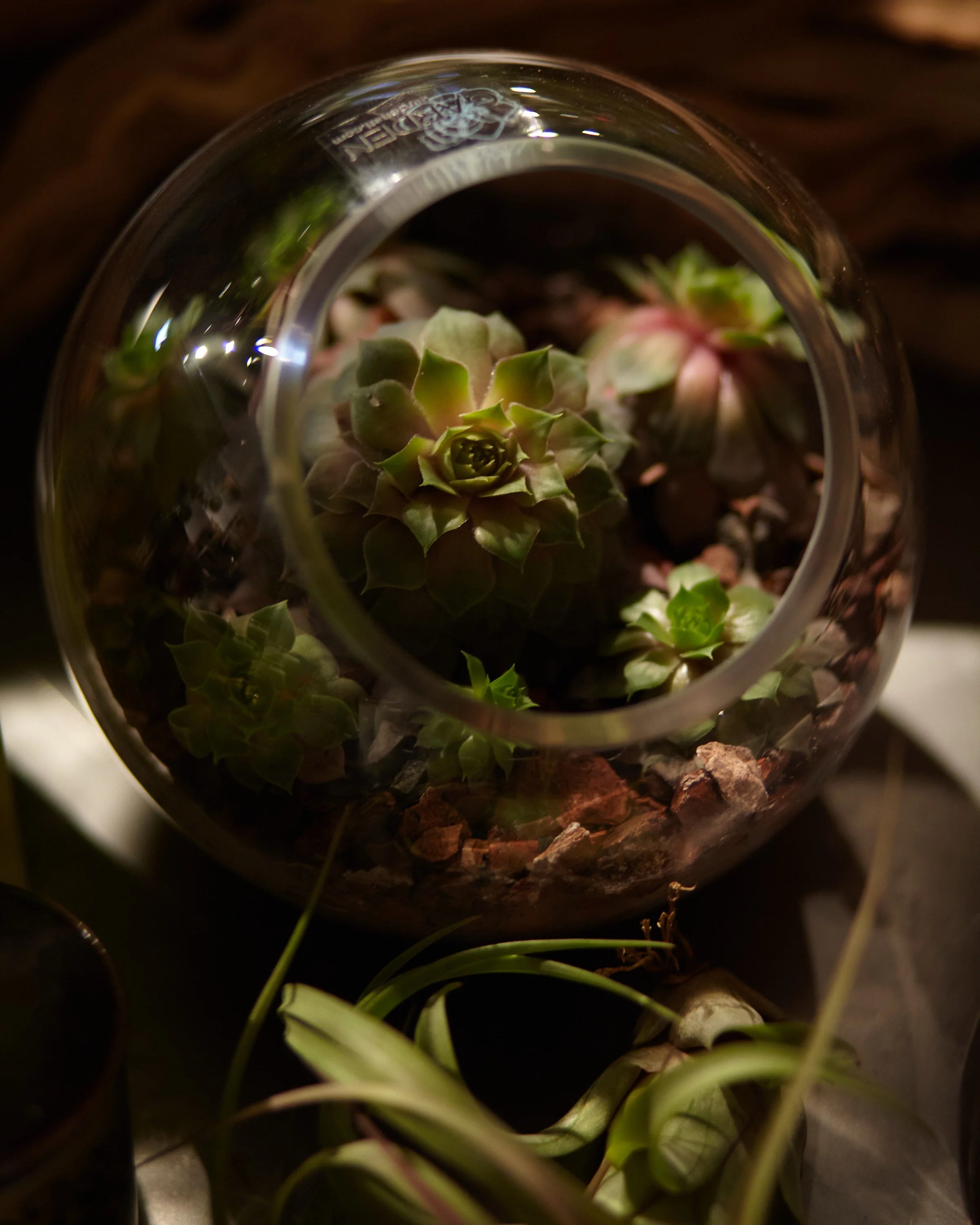 Close-up view of a glass terrarium containing green succulents and rocks, with some plants and objects in the background.