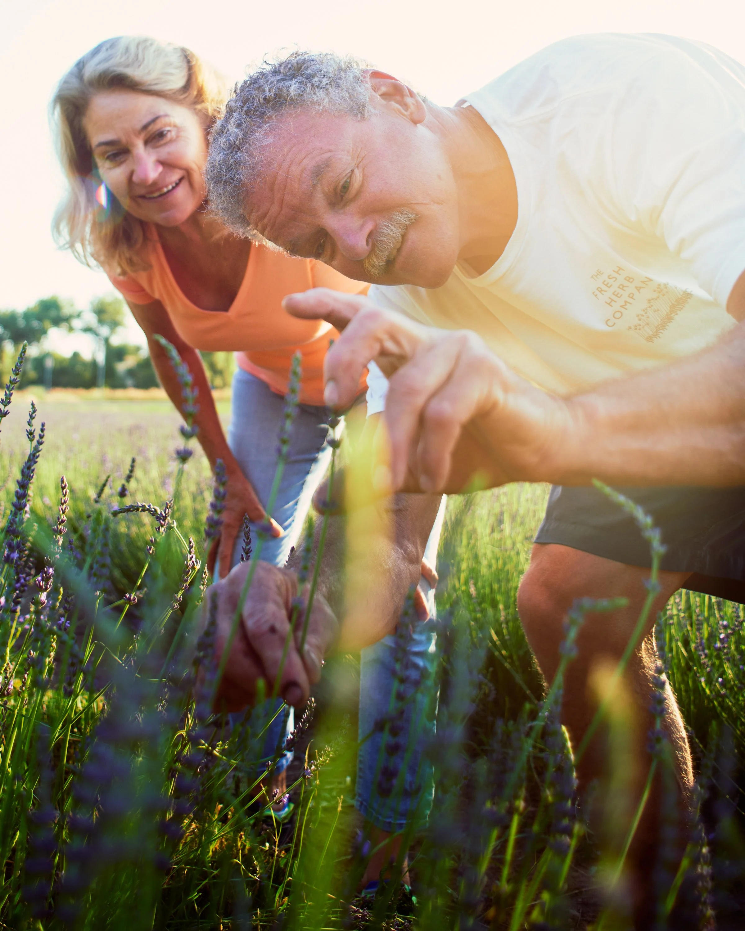An elderly couple harvesting lavender in a field during sunset.
