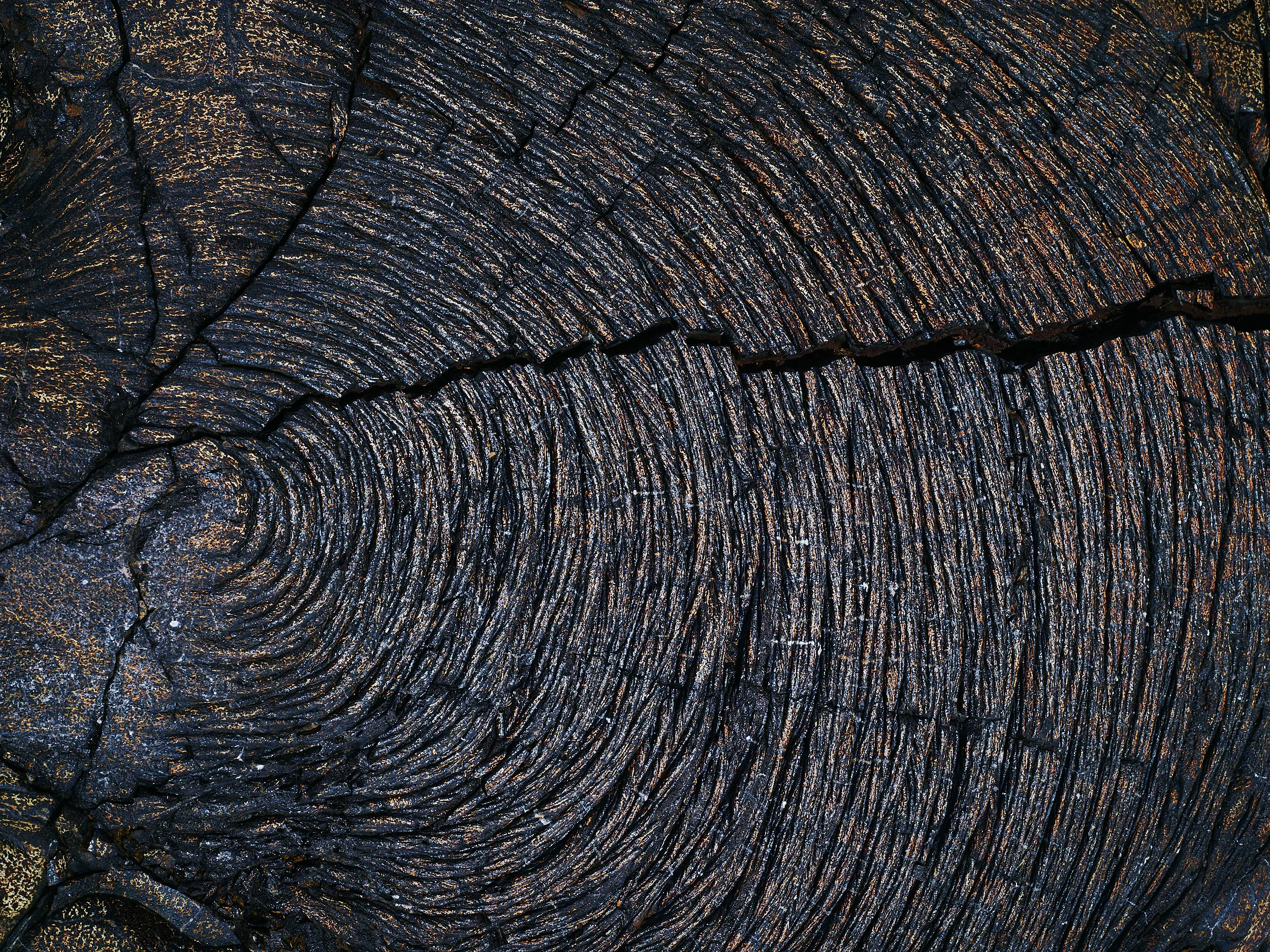 Close-up of a cross-section of a tree trunk showing growth rings and cracks in the wood.