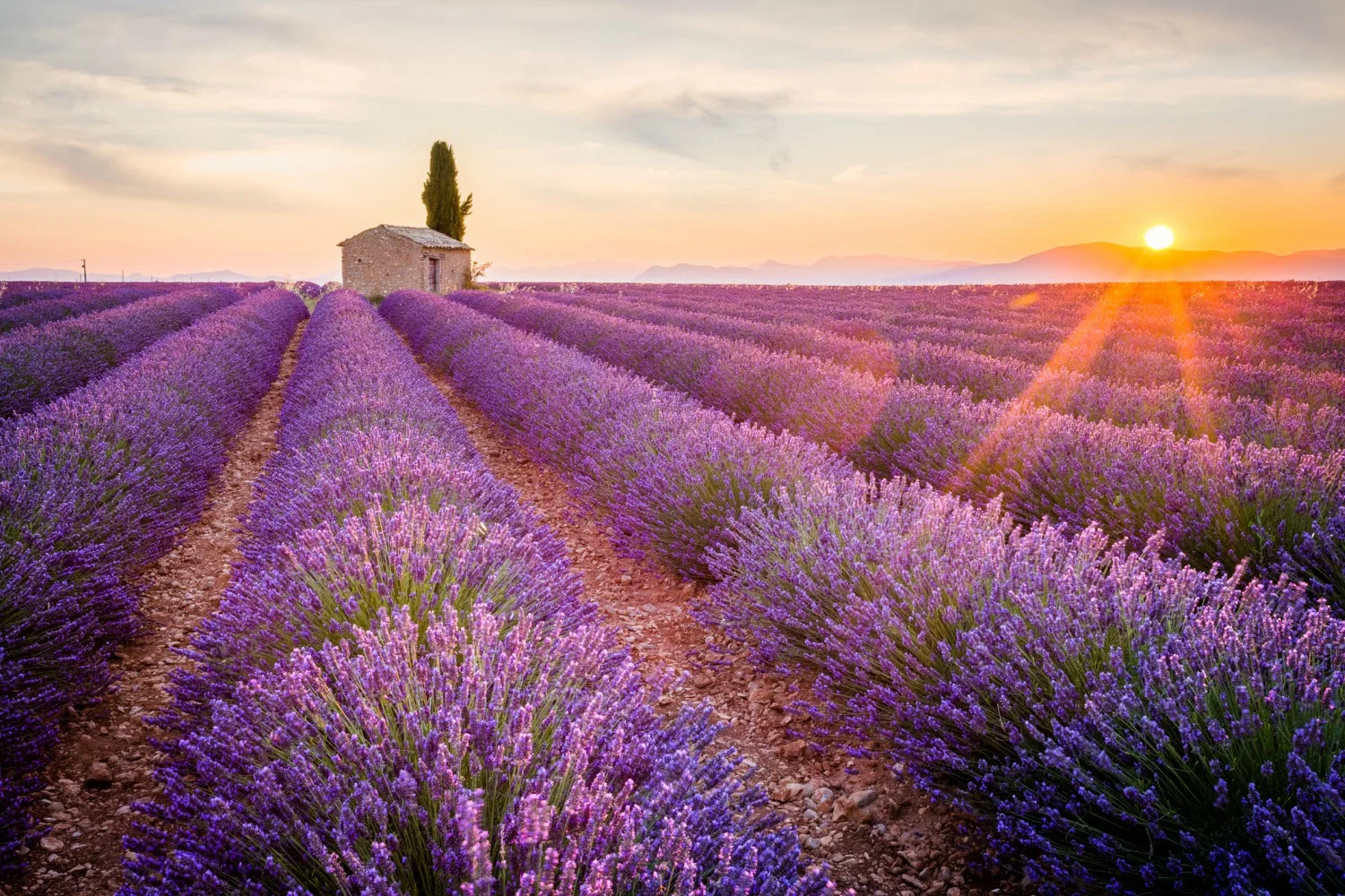 Lavender-Field.jpg