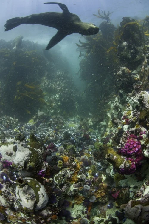 kalk_bay_sea_lion.jpg