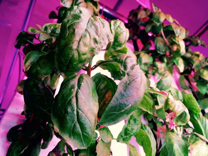Photo by Sujin Shin: Basil Growing under Lights&nbsp;