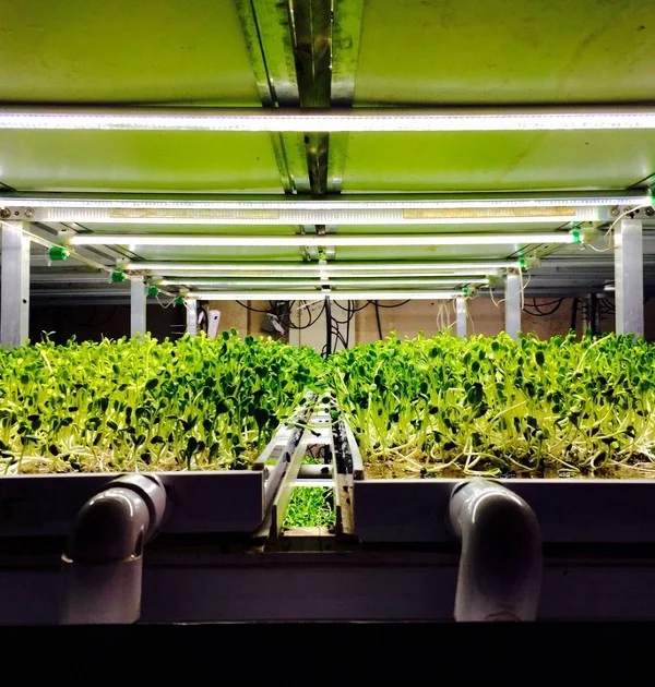 This project is the result of a collaboration between Local Greens and students at the University of California, Berkeley Graduate School for Journalism. Contributors: Isabel Soloaga (long-term research, conception, and writing), Sujin Shin (photos …