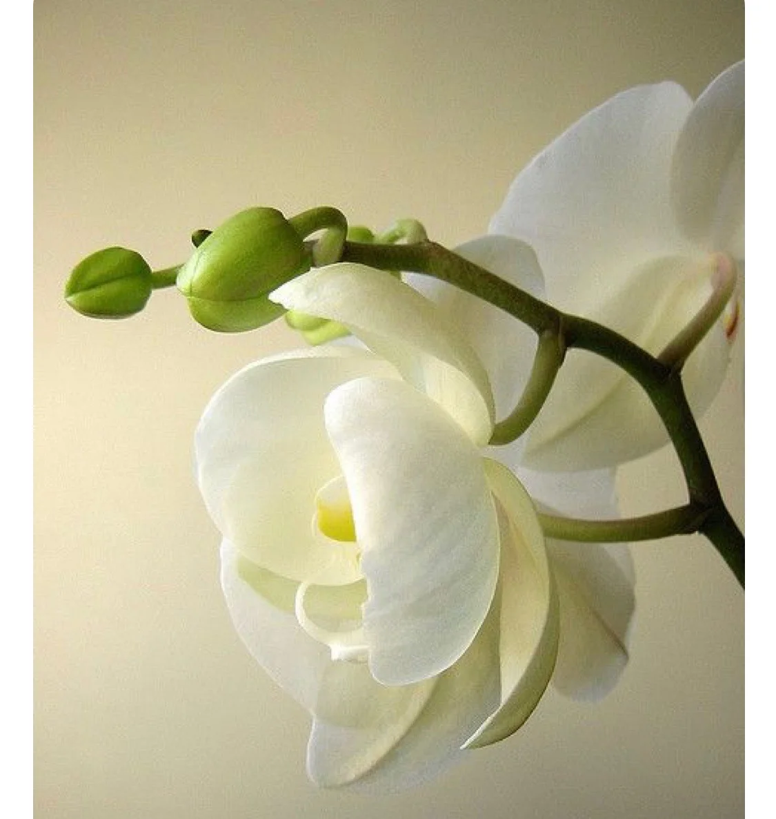 White orchards, another favorite of the 4...