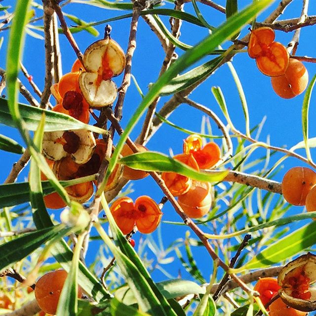 Anyone? Some kind of acacia / Wattle seed fruit ? Found this growing down a track, round the back near the salt lake on @rottnestislandwa