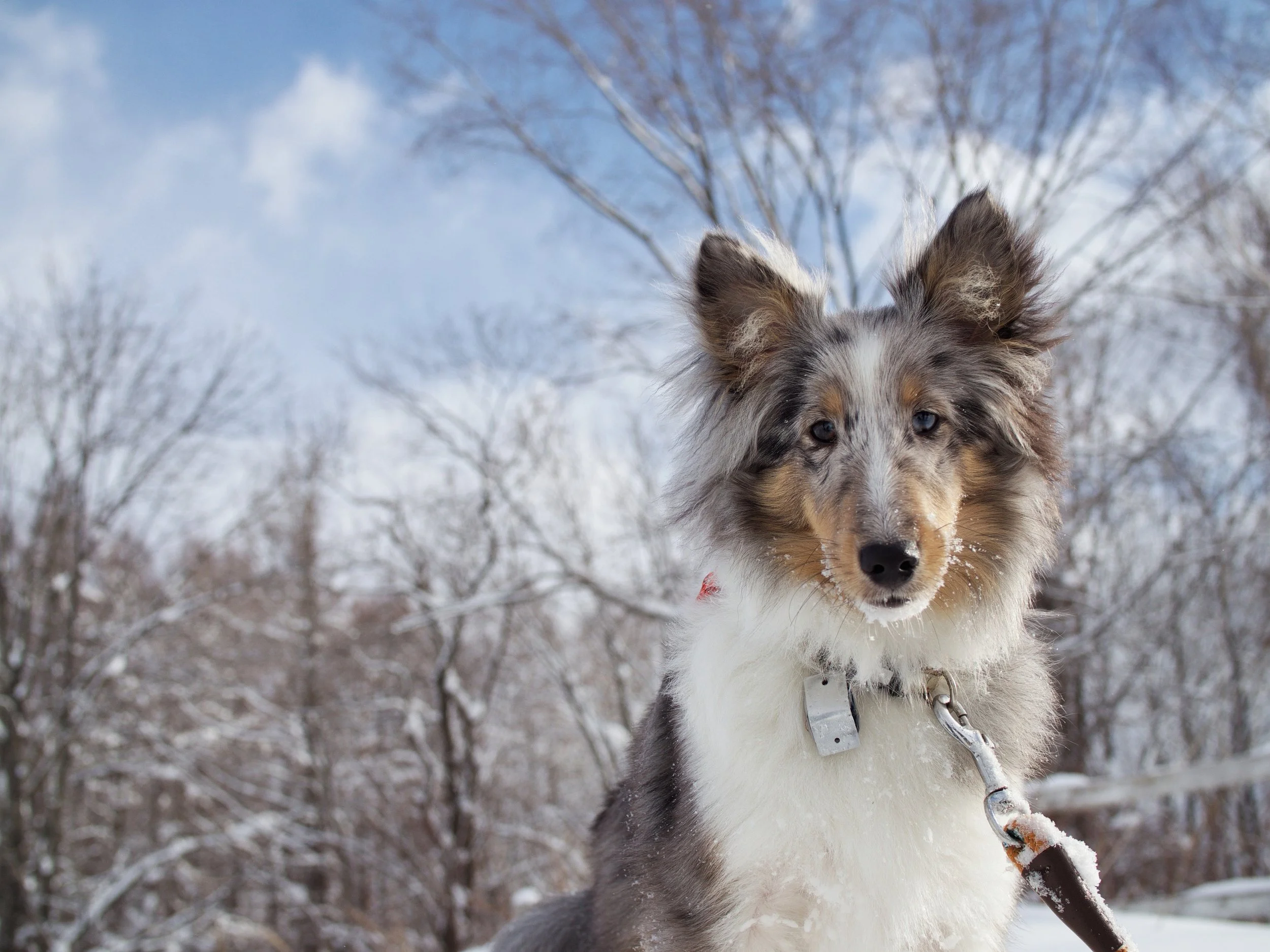 Year of the Dog: Meet the pups of Niseko