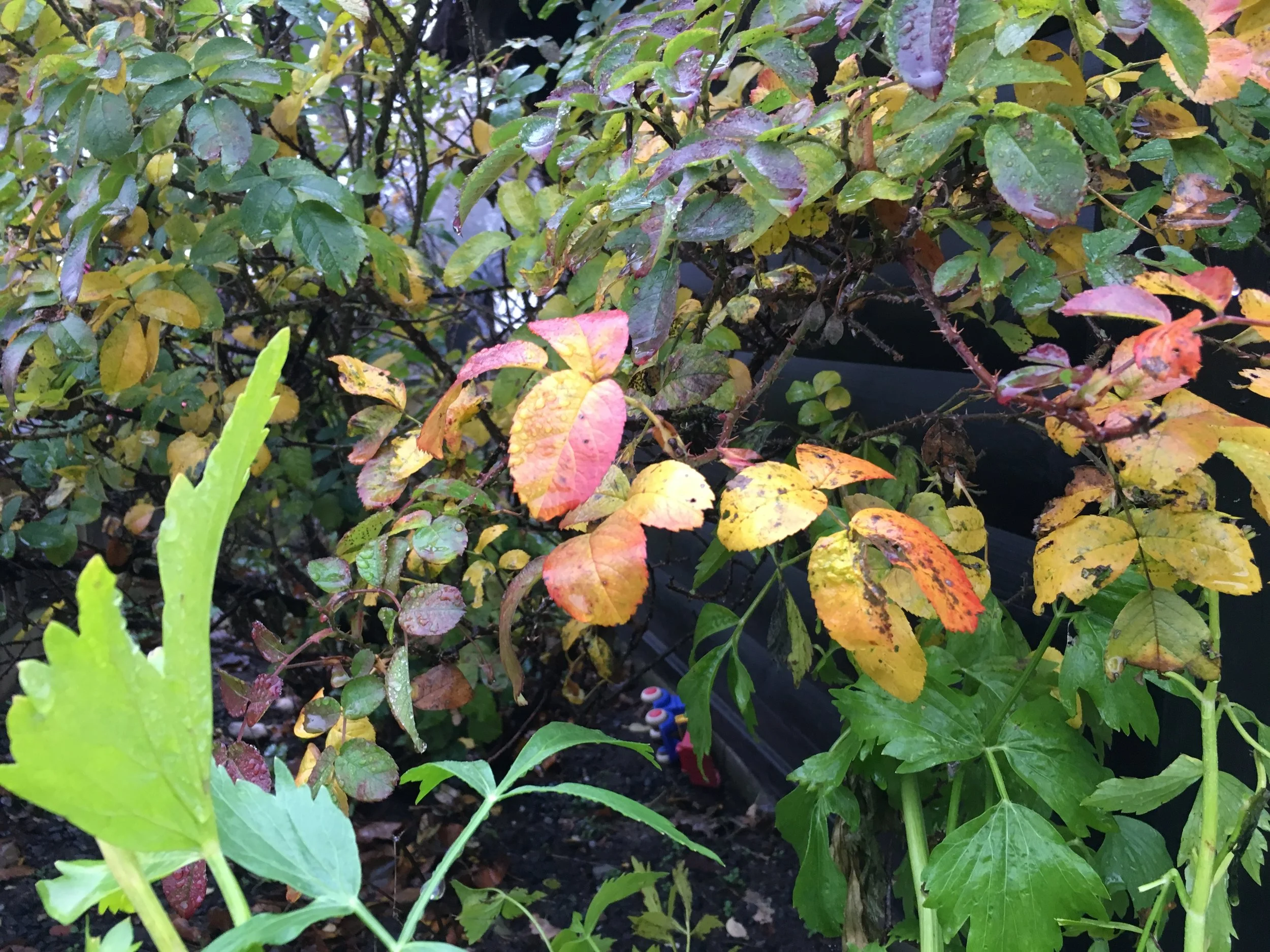 2018-11-09 11.13.55.jpg