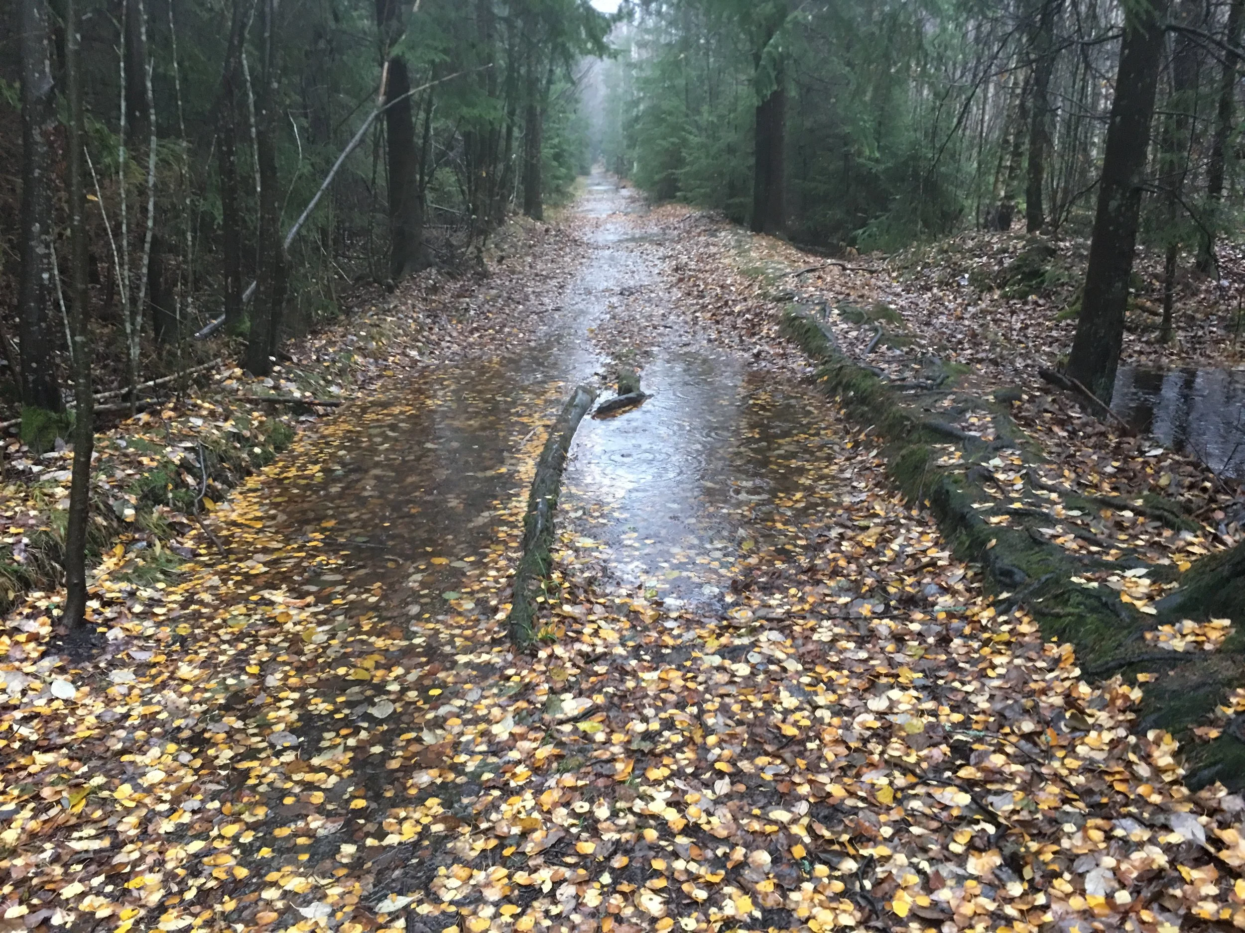 Kongeveien på Mosseskogen ble til bekker under den våte starten på måneden (11.11.18)