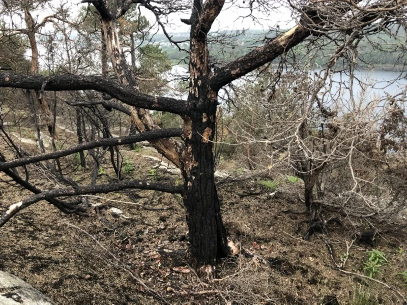 Røysåsen. Dette treet er døende som mange andre i skråningen ned mot sundet. Her brant det kraftig før brannvesenet fikk stoppet flammene før de nådde bebyggelsen lenger øst.
