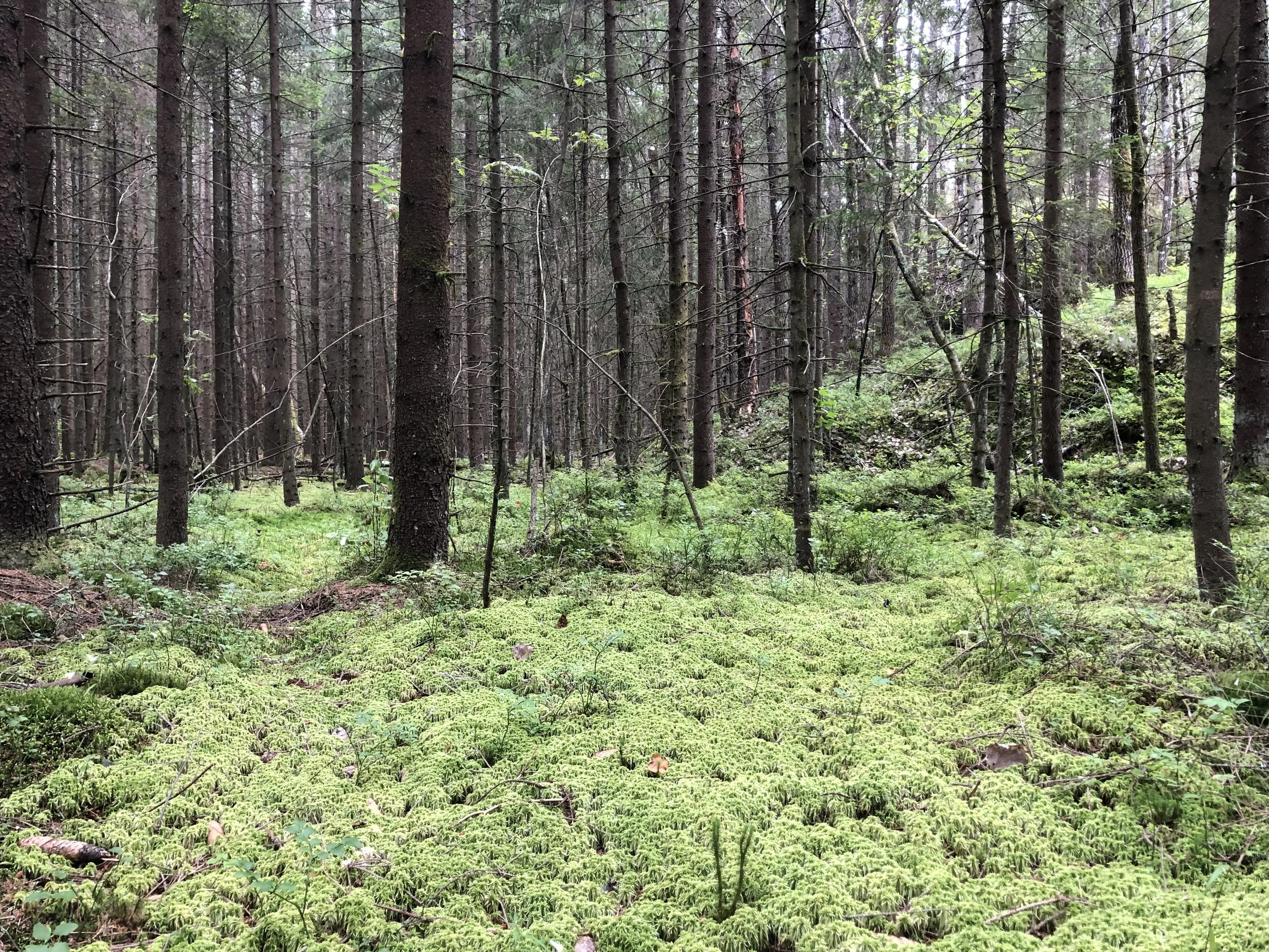 Ingen tørke i år. Årvolltangen byr på mystisk skog