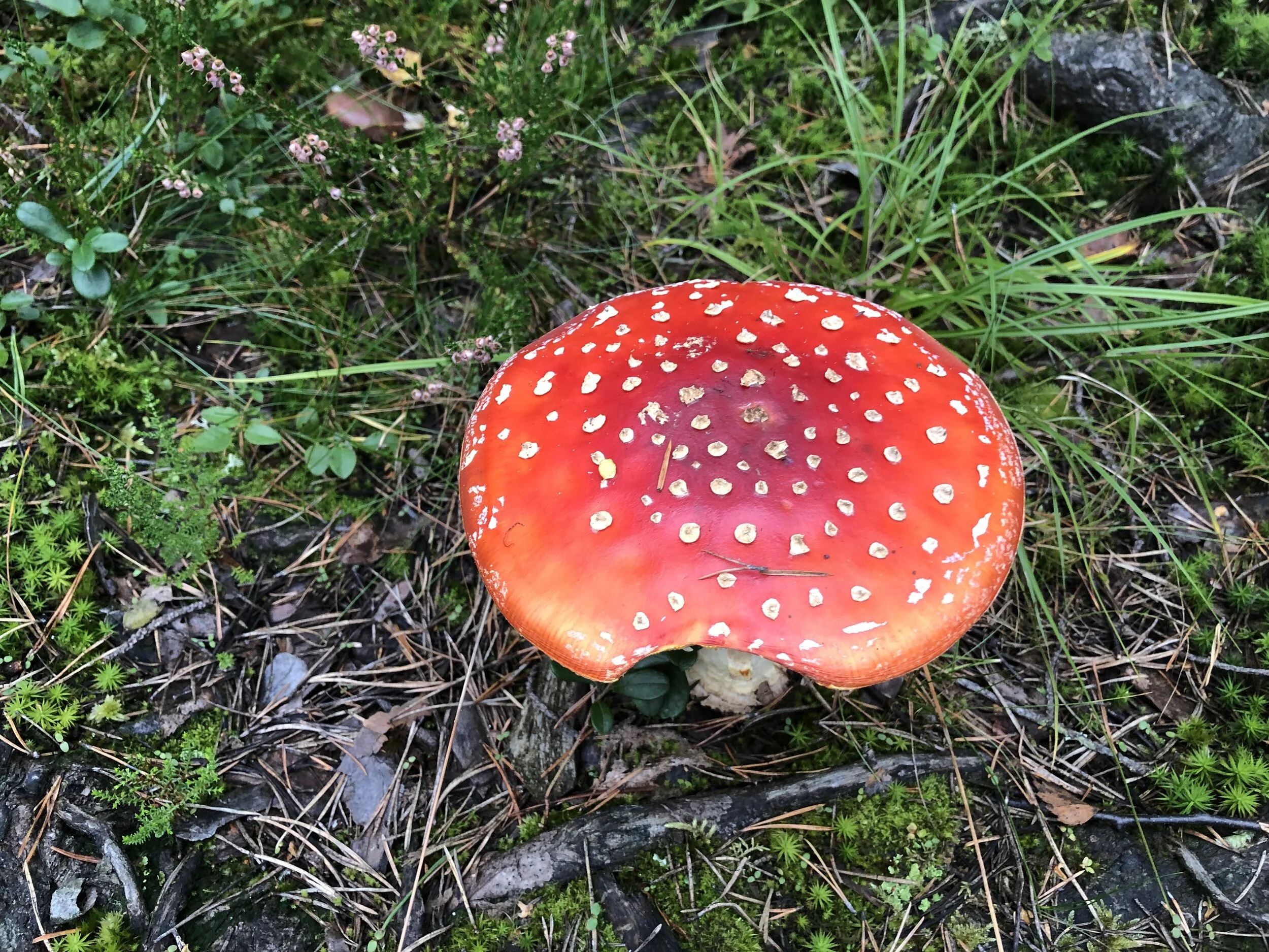 Fluesopp. Hvem har tatt en bit?
