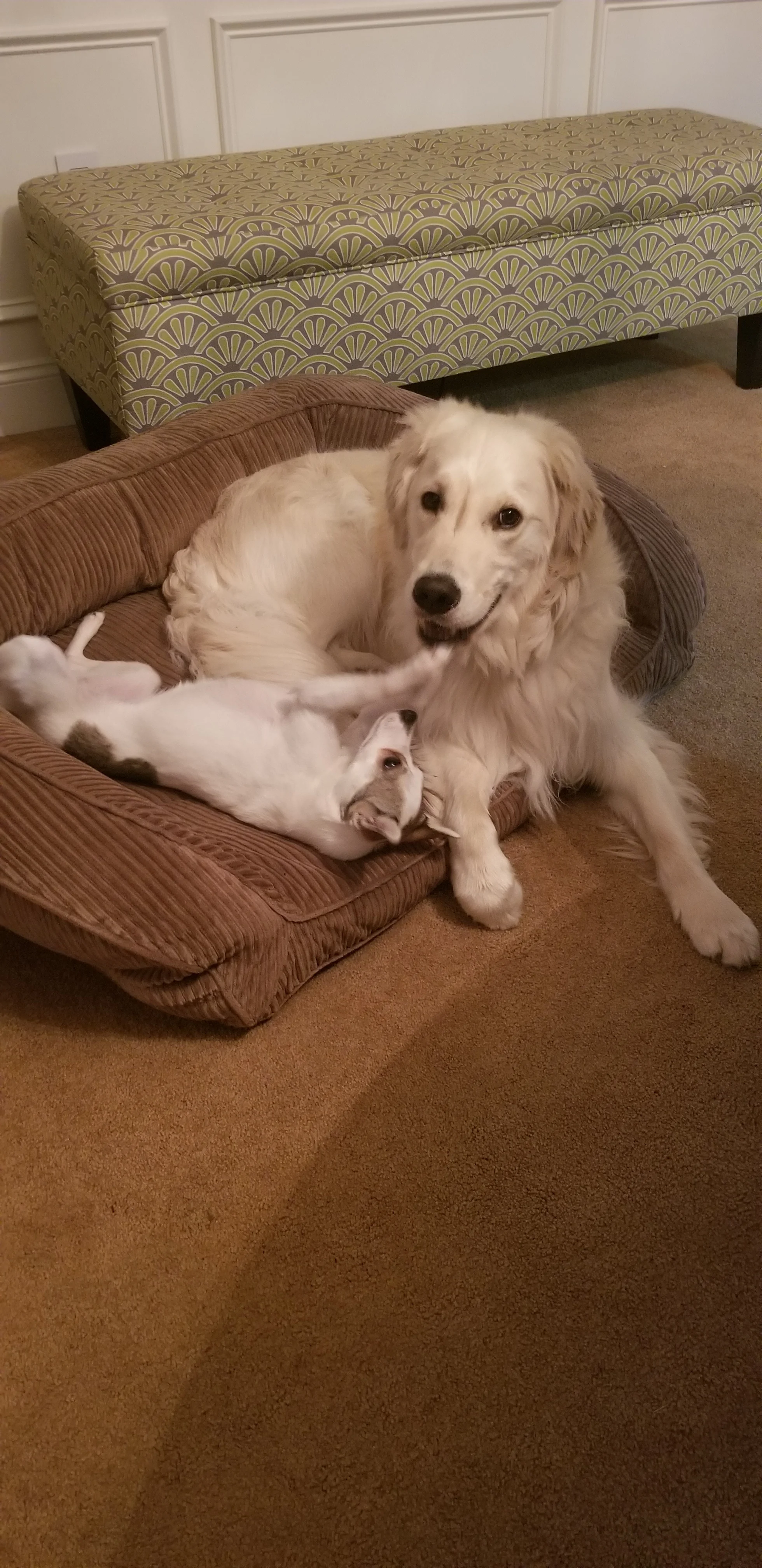 Finley & new friend Tallulah