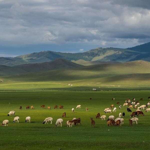 Mongolian / Монгол