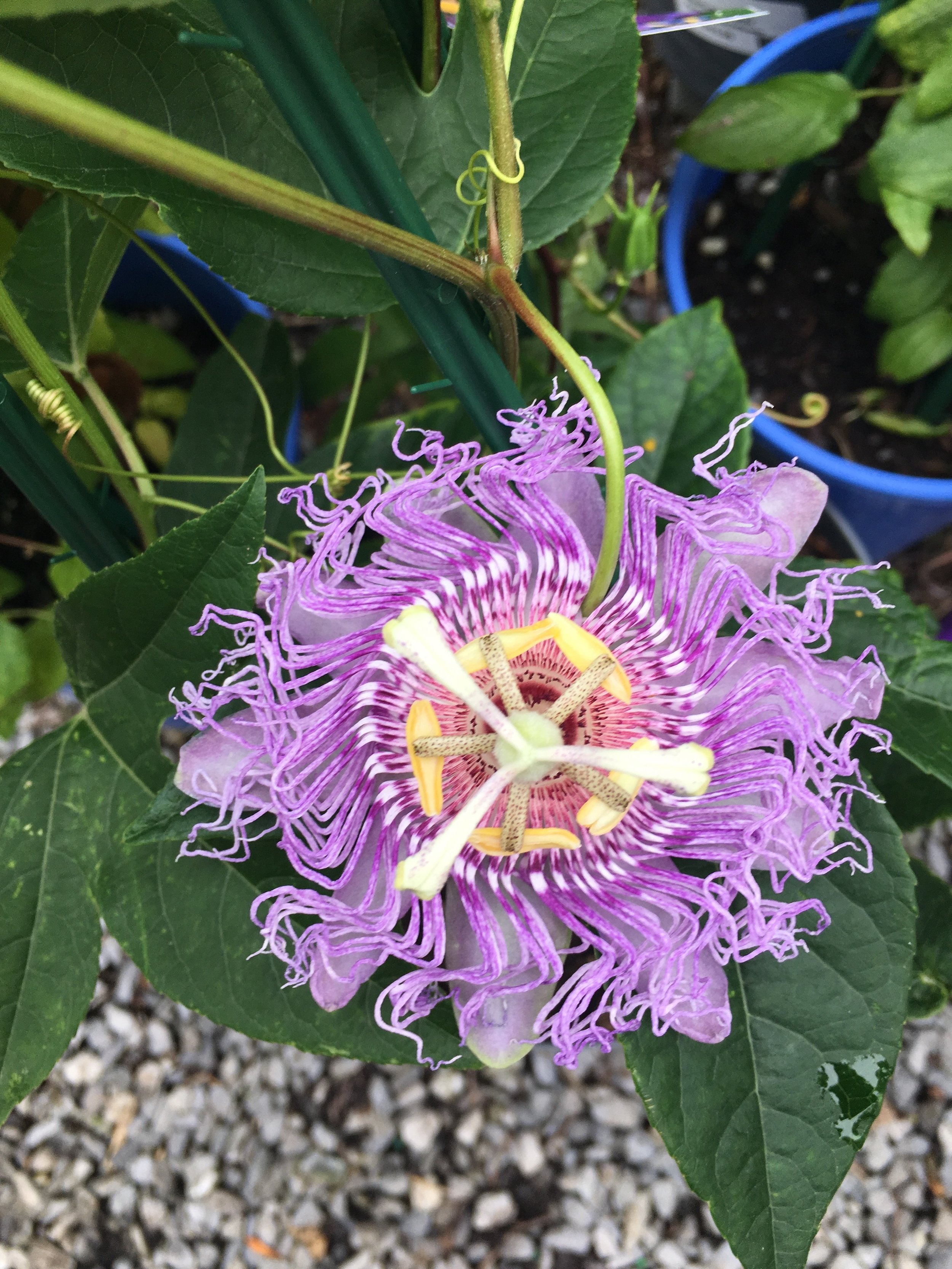 Passion Flower Full sun to part sun, 10-12ft tall vine, Attracts butterflies