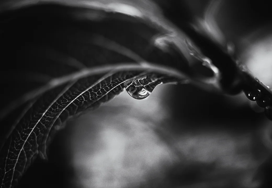 Raindrop