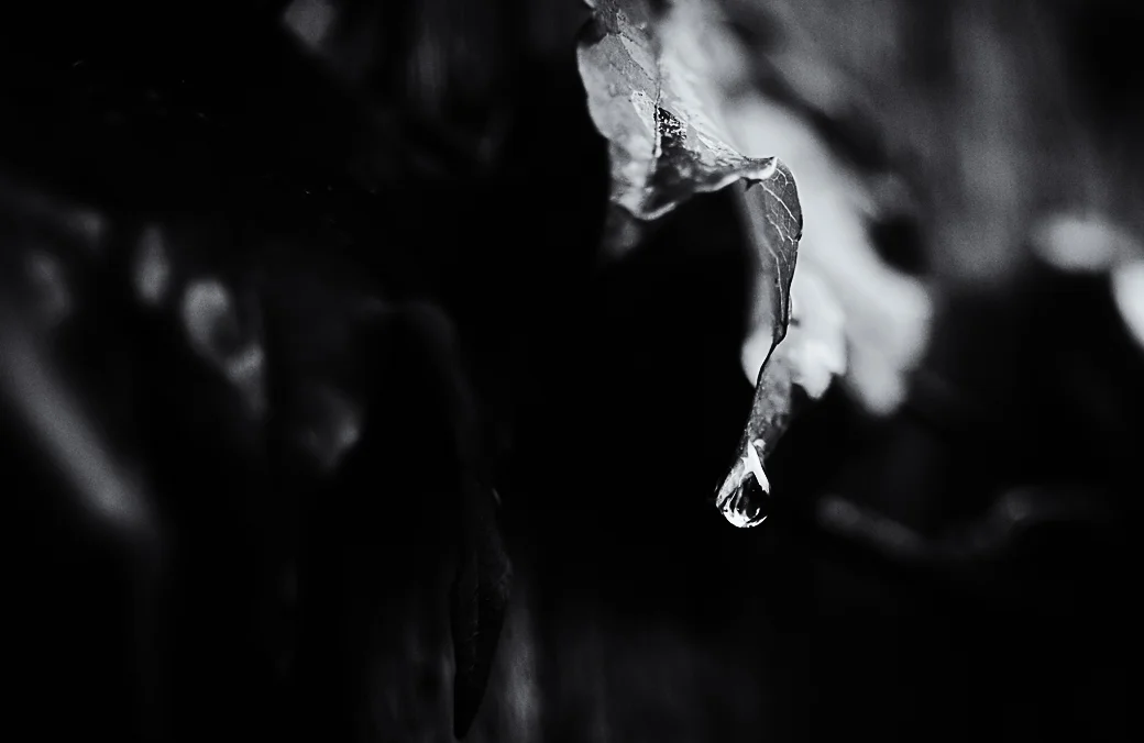 Raindrop