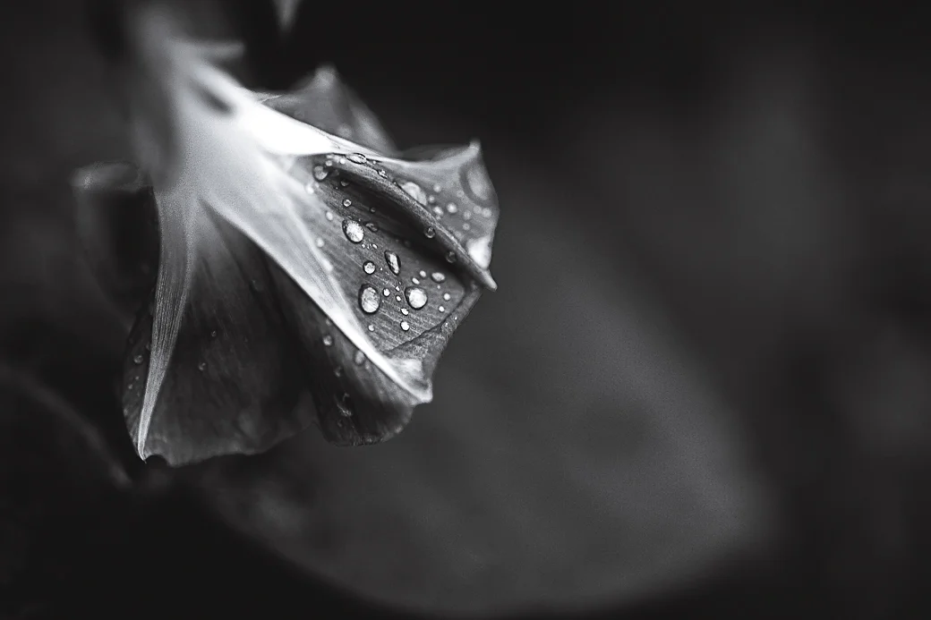 Raindrop