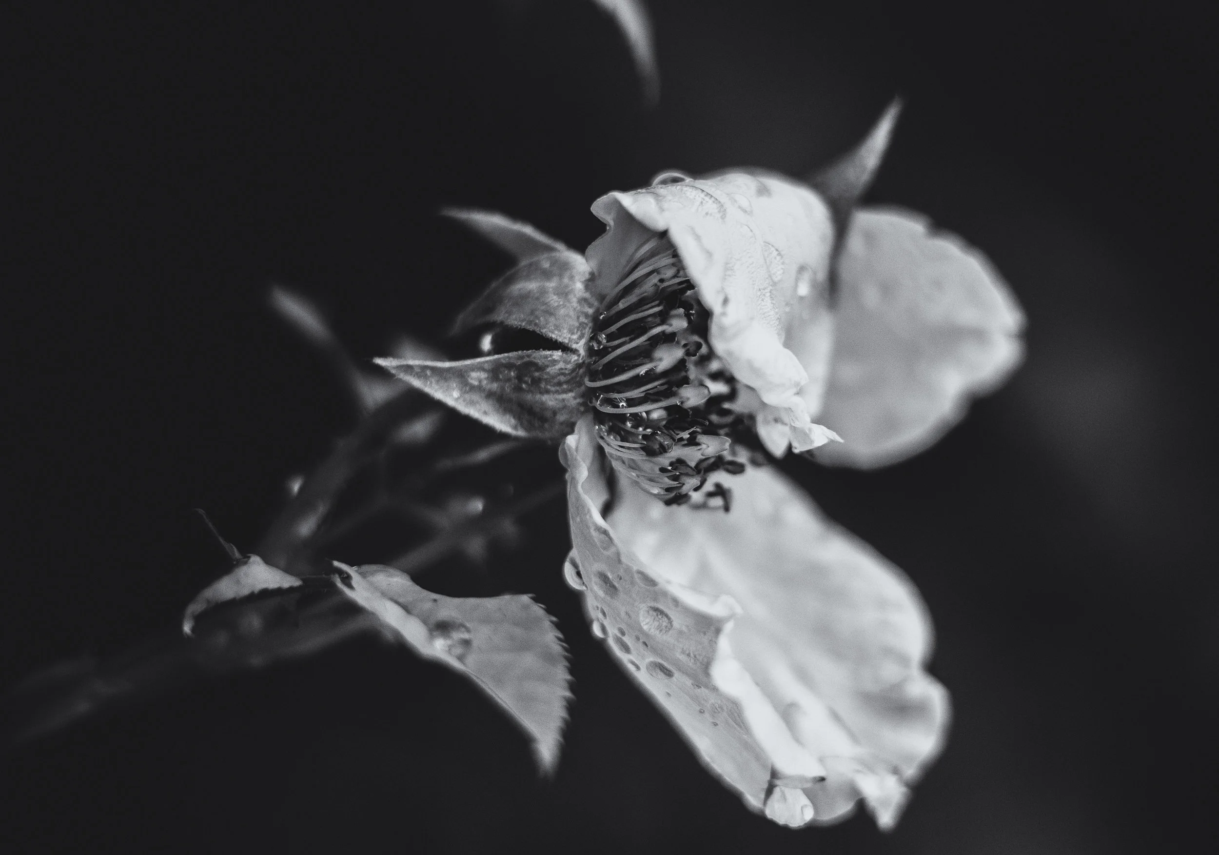 Raindrop