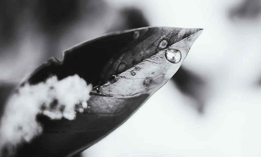 Raindrop