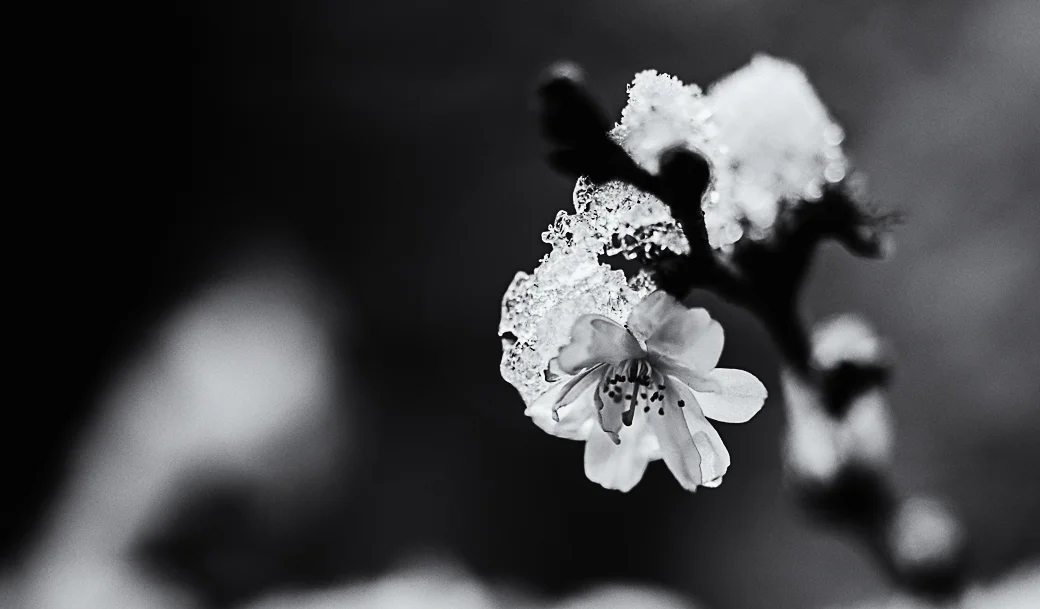 Snow