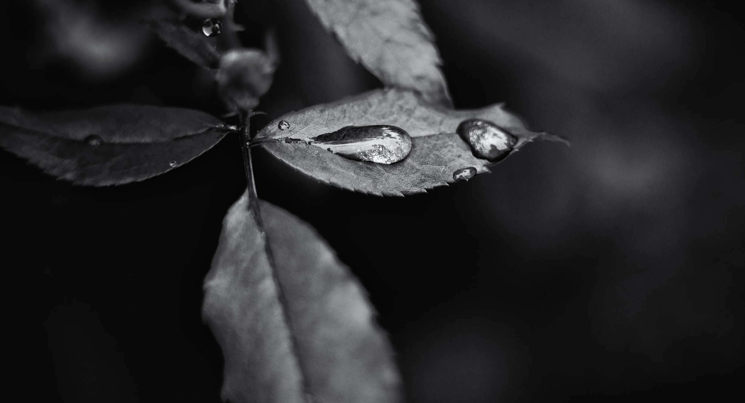 Raindrop