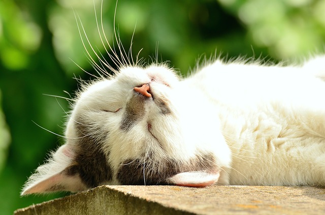 L’art de bien dormir