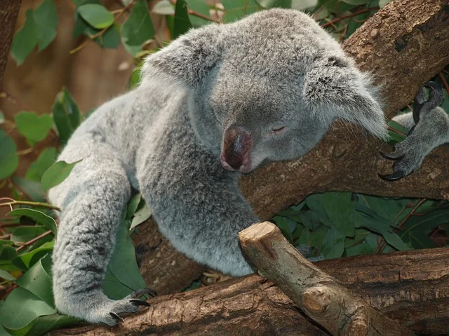L’art et la science de bien dormir