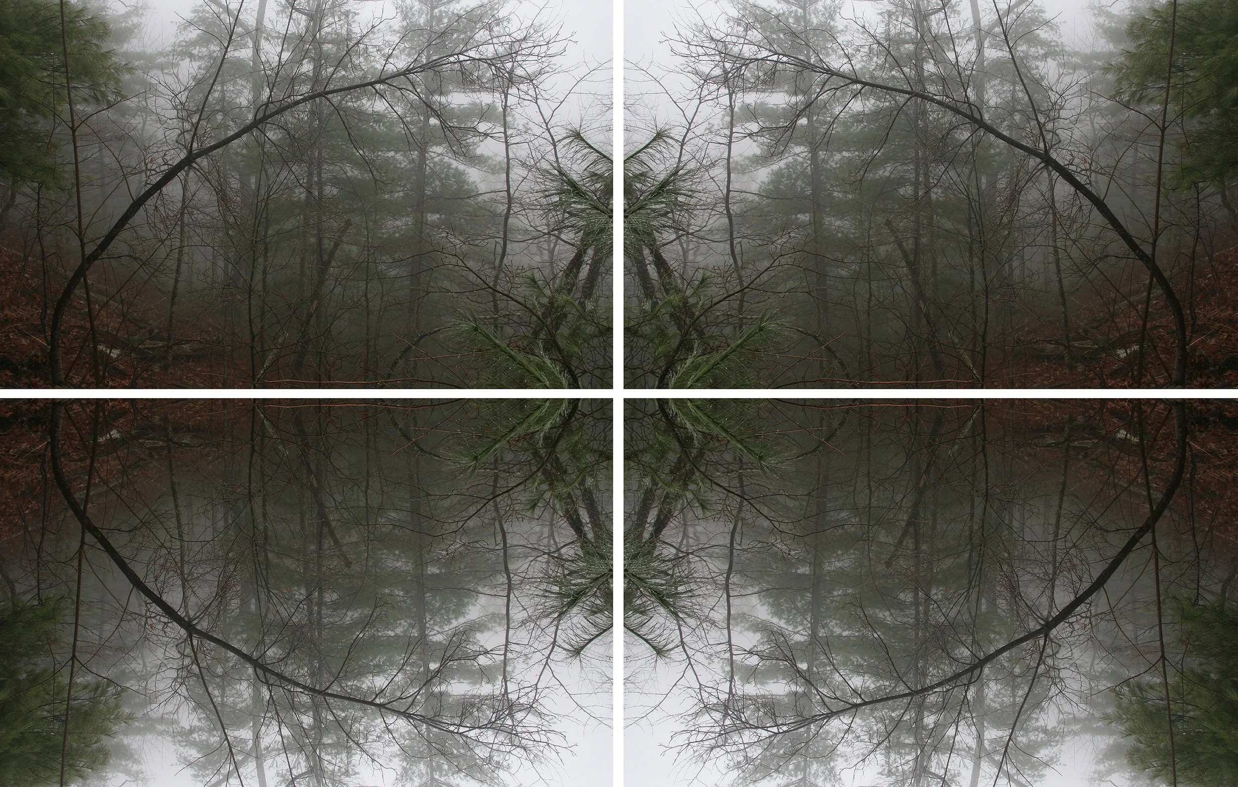The forest and the womb